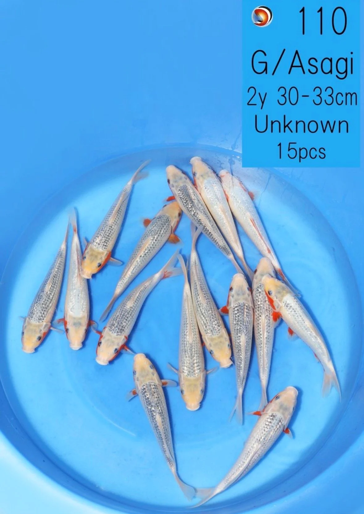 GR ASAGI - OOYA - 35CM