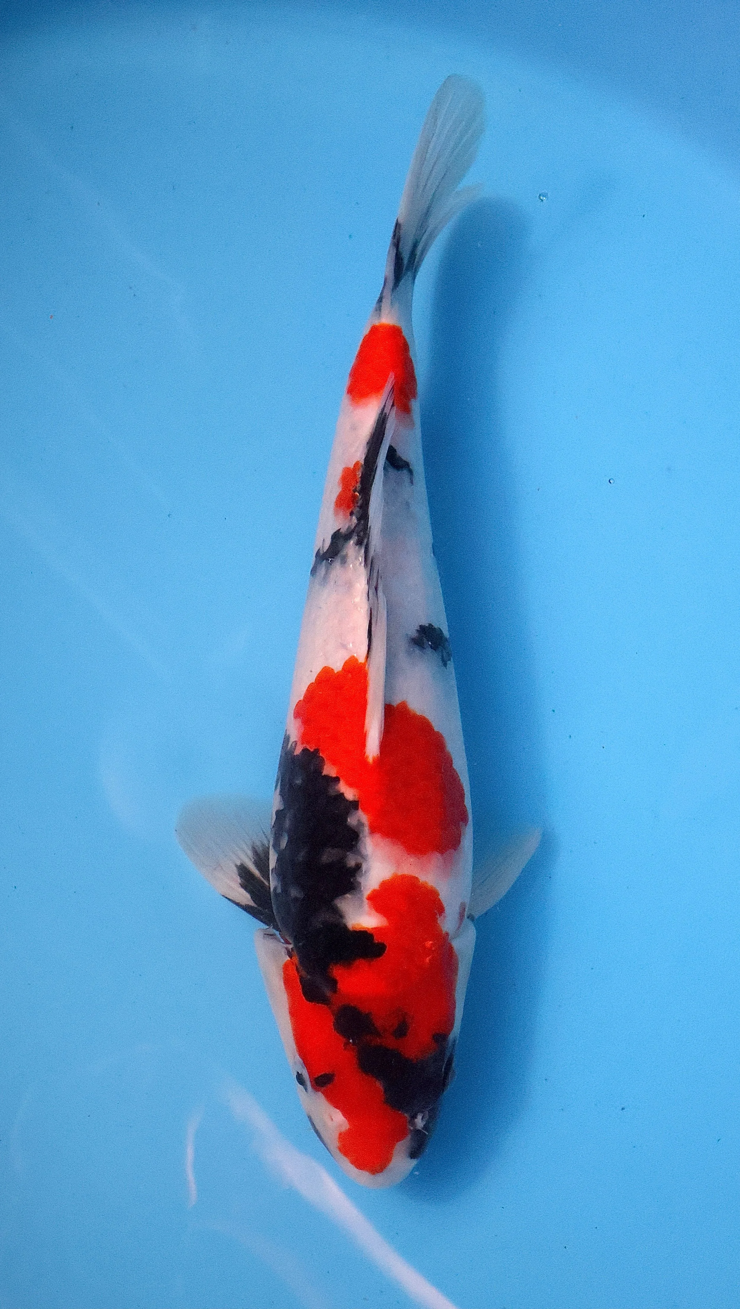 SHOWA - SEKIGUCHI - 31CM