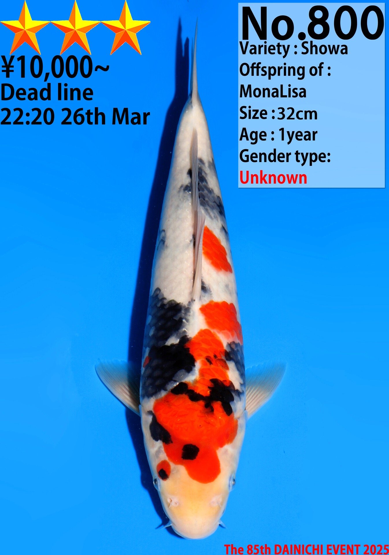Showa - Dainichi - 32cm