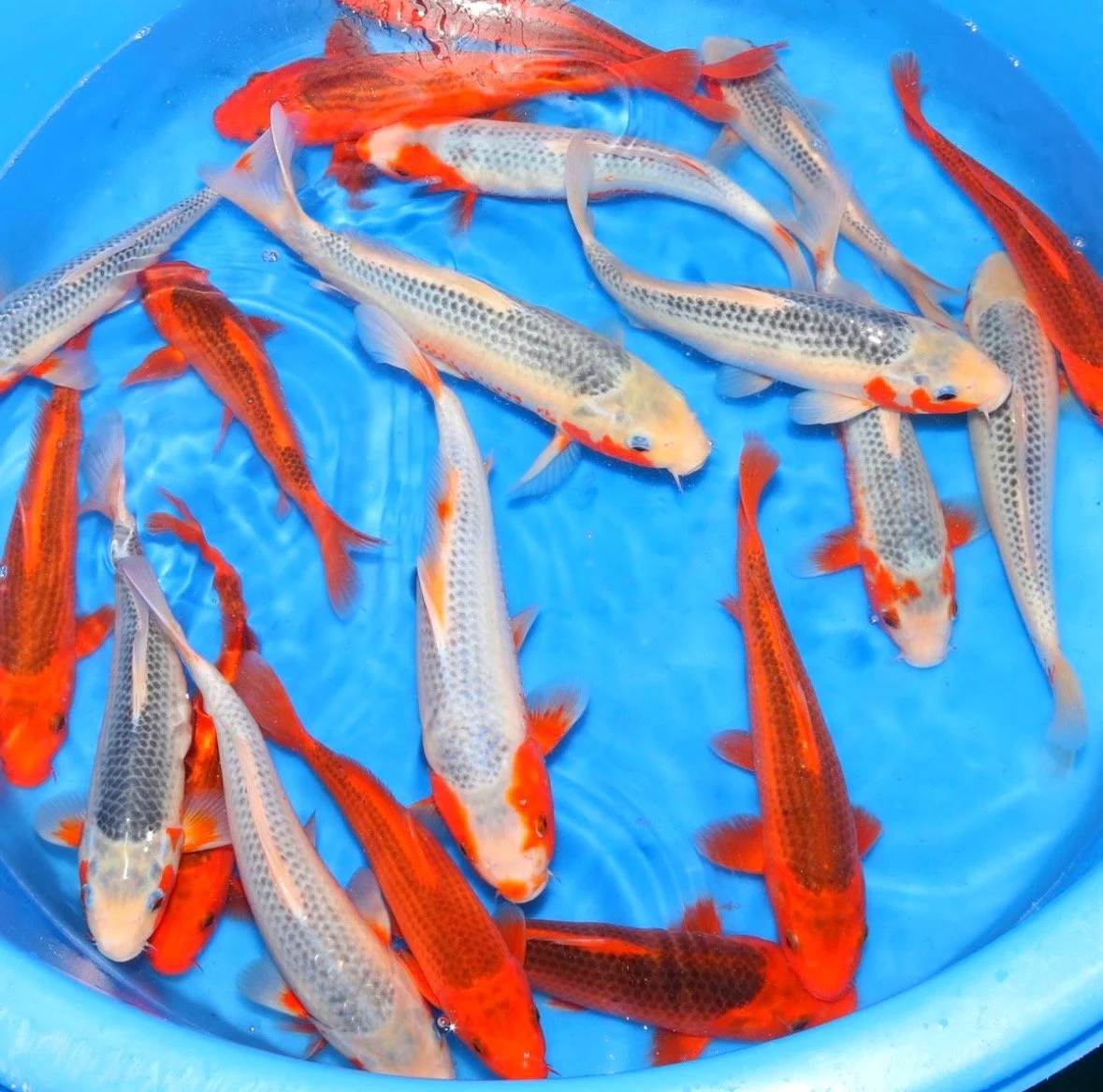 MUJI MIX - OTSUKA - 35CM