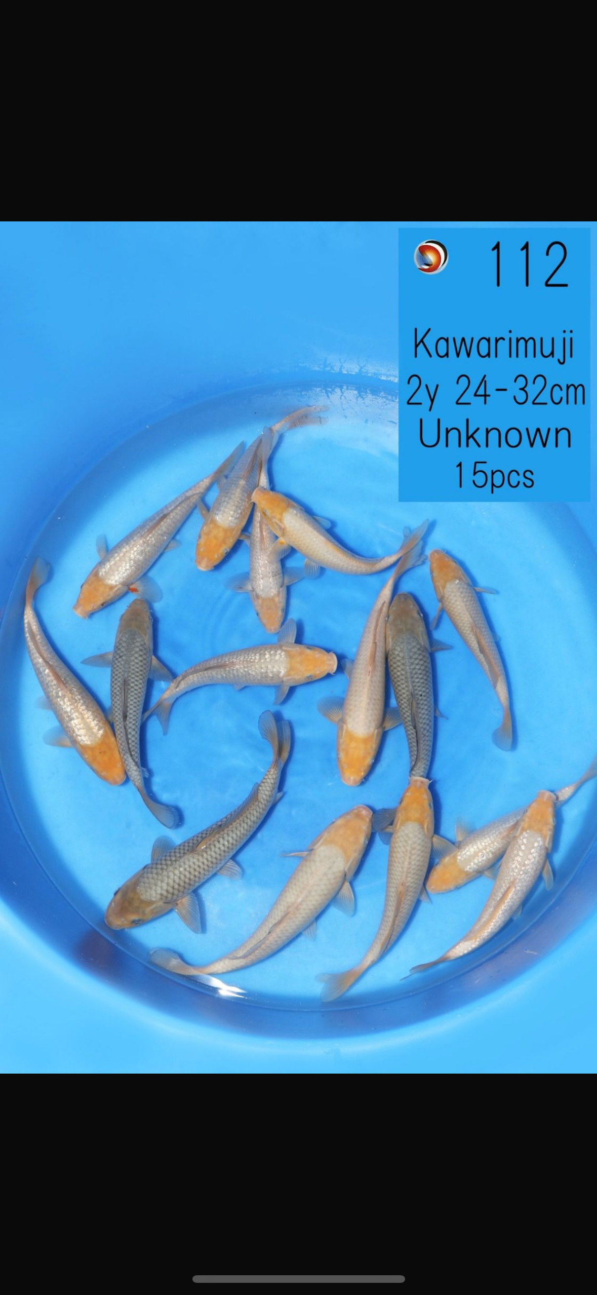 SORAGOI - OOYA - 32CM