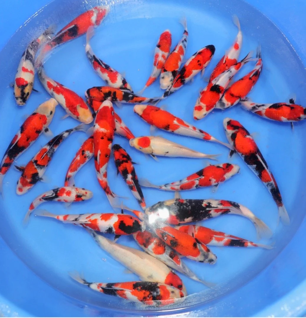 SHOWA - ISA - 25-30CM