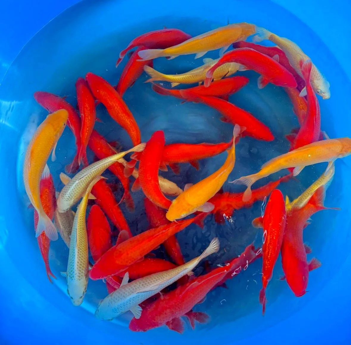 MUJI MIX - OGATA - 25-30CM