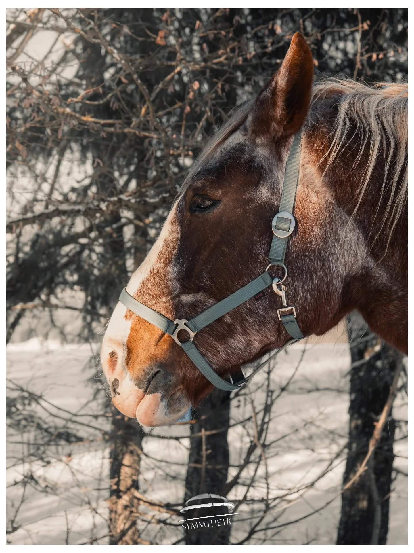 Gift Horse 🐴

You know the phrase? Really feeling this at the mo. Been overwhelmed with generosity since arriving in &Ouml;sterreich. Everyone has been so kind and so helpful. I bloody love it here.

#&Ouml;sterreich #Austria #mountains #horse #fuji