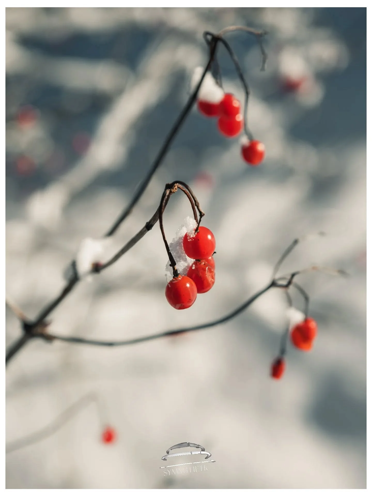 Guelder Rose 🍒

These beautiful Guelder Rose berries can be seen all over europe, they come in Autumn, often persisting into winter, providing a vibrant contrast against the snow. 

#Austria #&Ouml;sterreich #Fuji #mountains #photooftheday