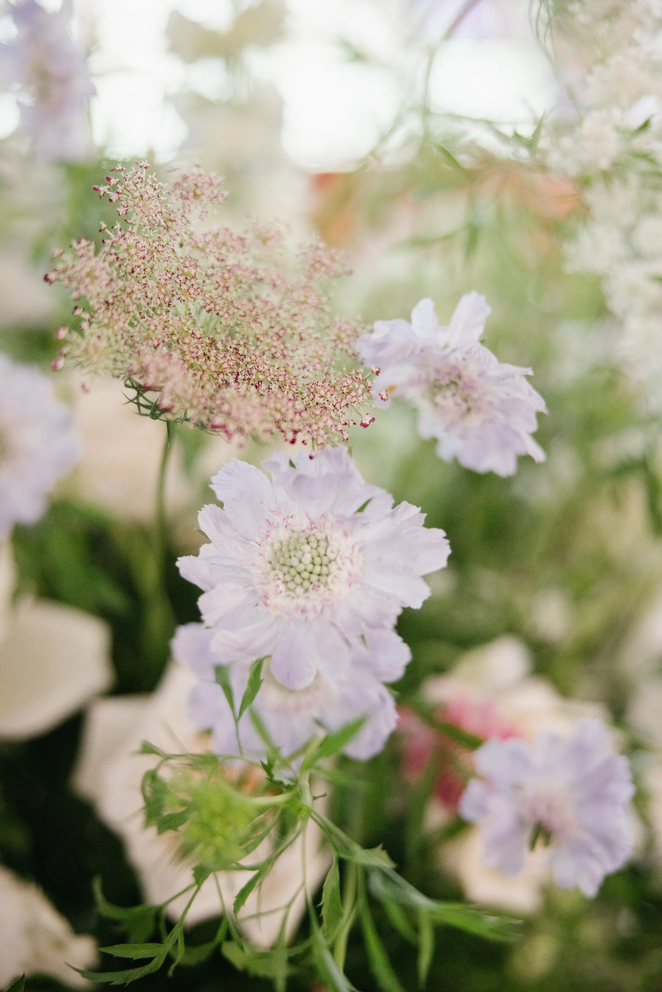 scabiousa and daucas186.jpg