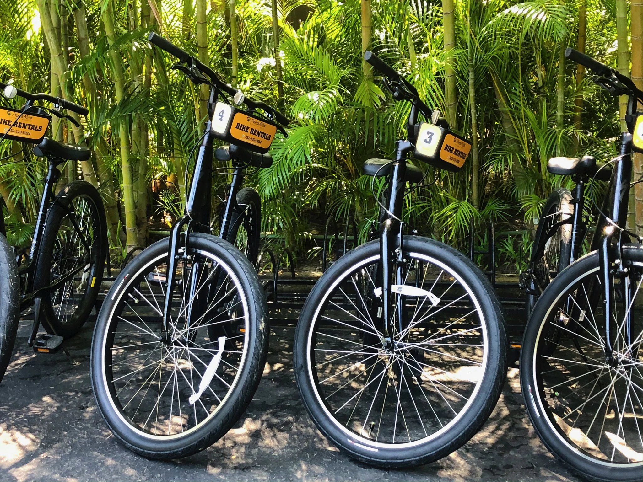 Several rental bicycles parked in front of lush green bamboo plants.