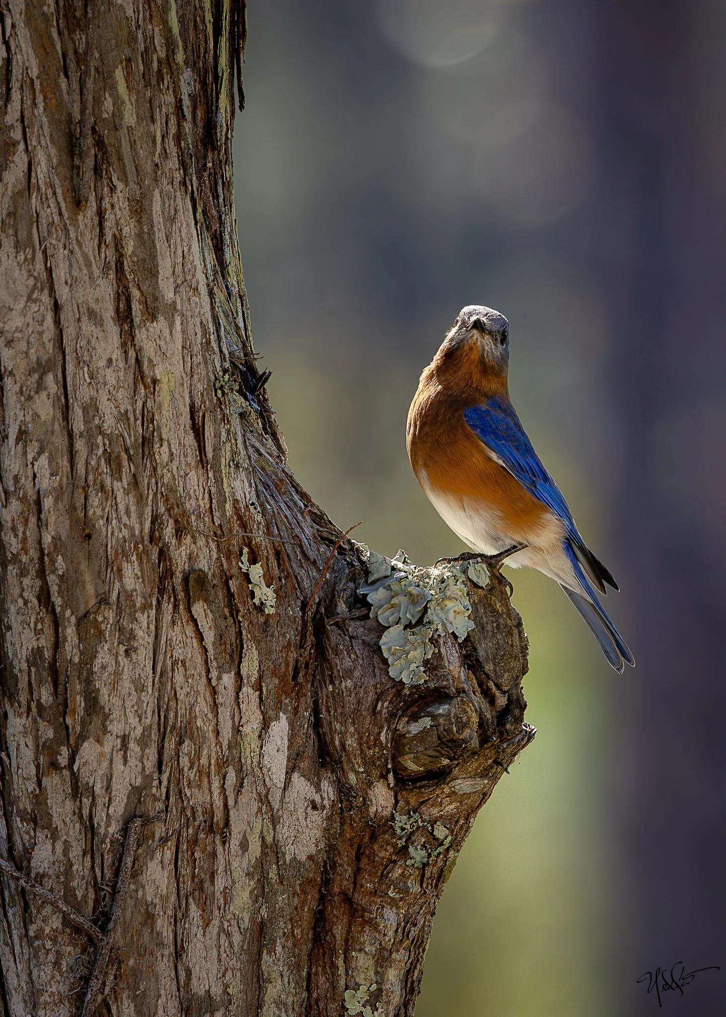Eastern Bluebird - Print