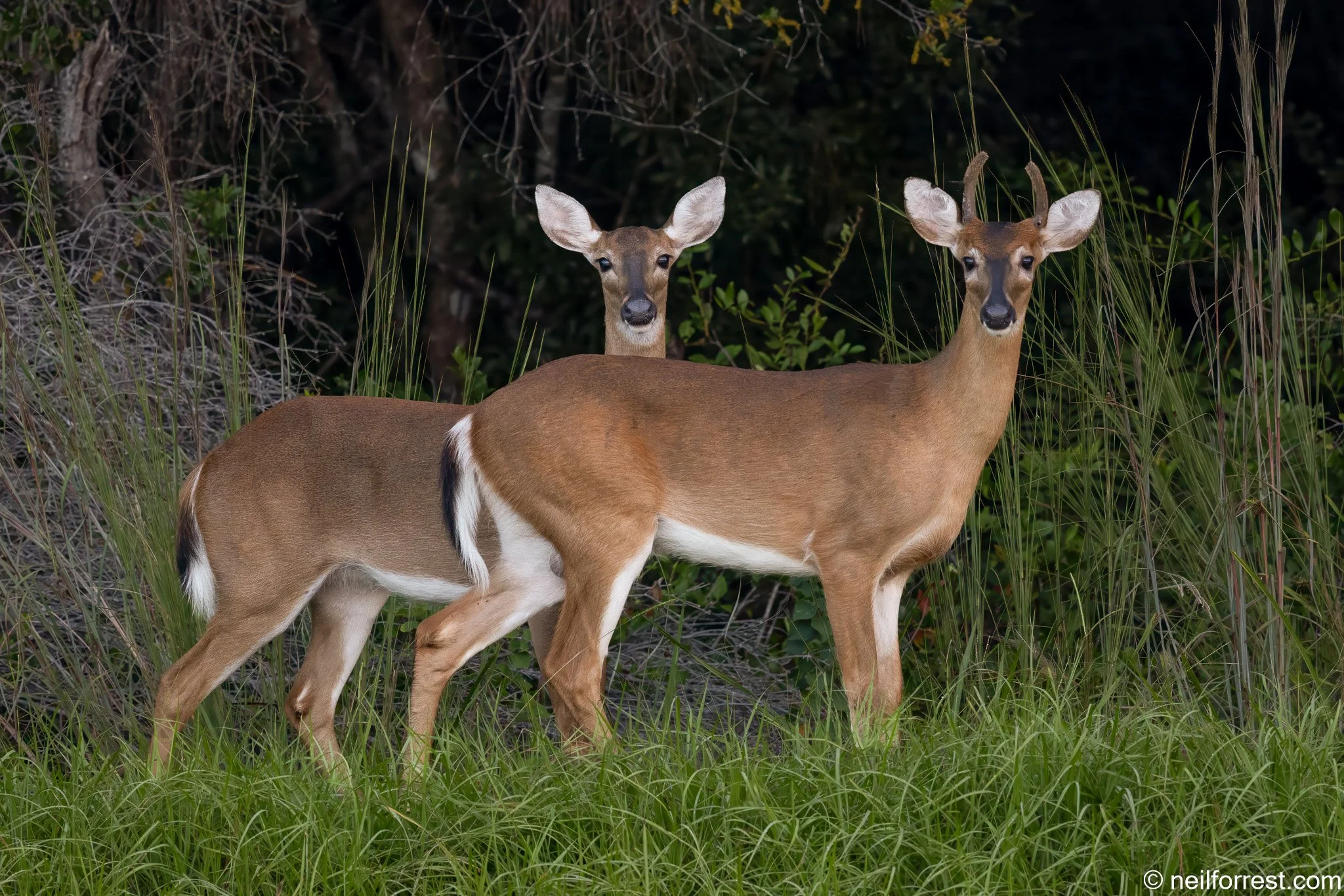 NF-buck-and-doe-wood-edge-web-preview.jpg