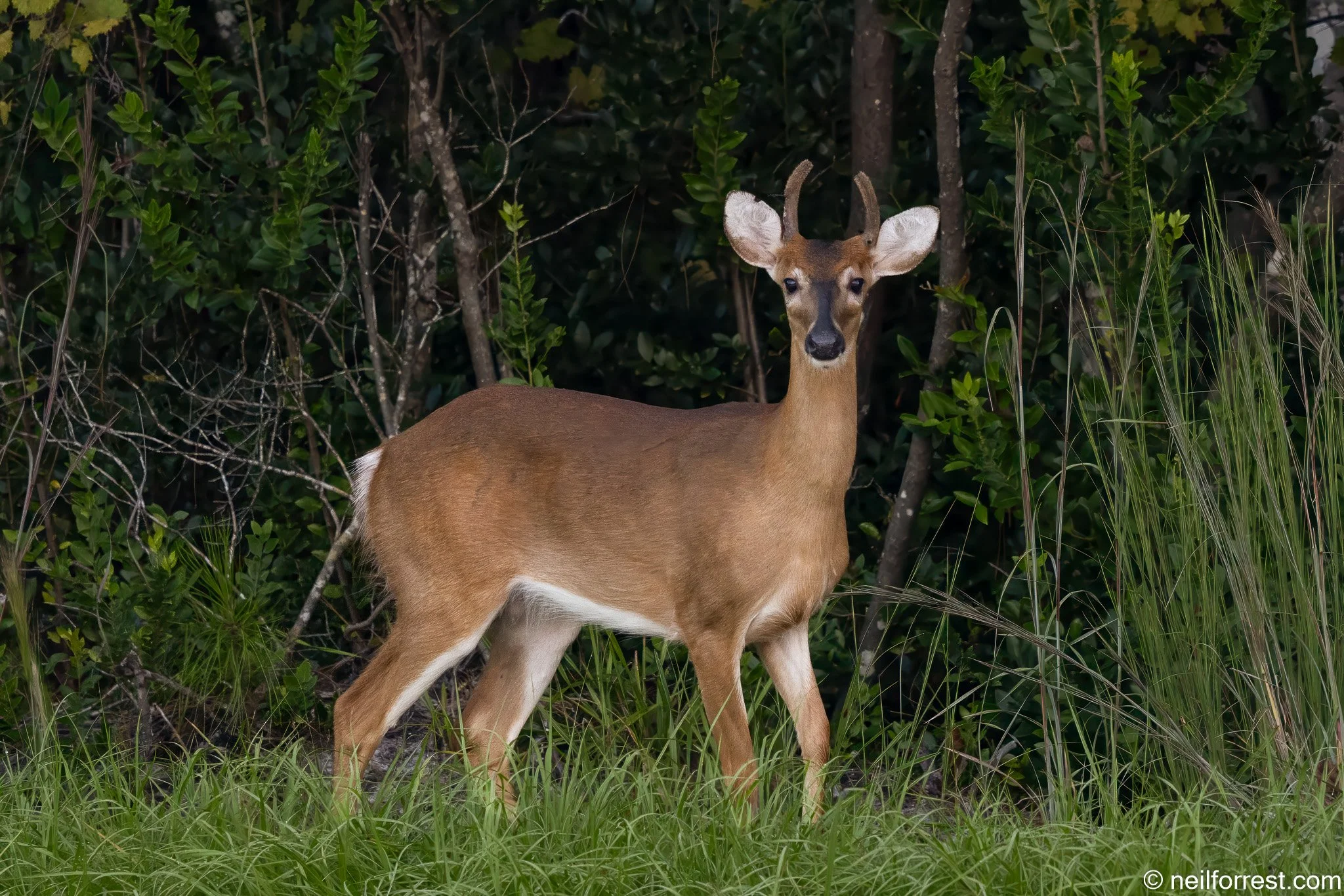 NF-young-buck-velvet-antlers-web-preview.jpg
