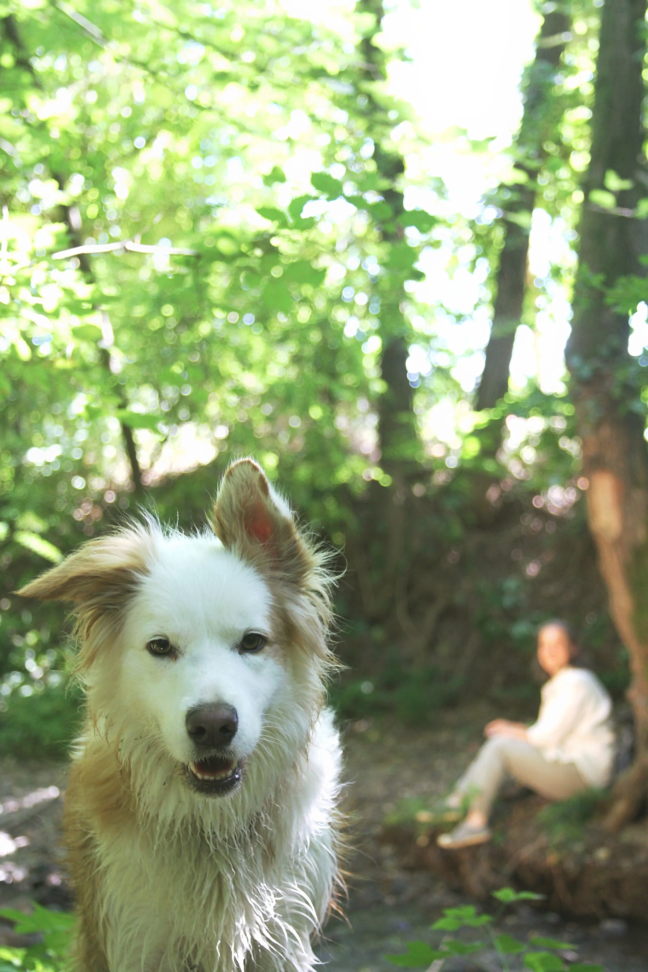 A dog with fluffy white fur and one ear up, close to the camera, with a person sitting on a rock in the background in a forest.
