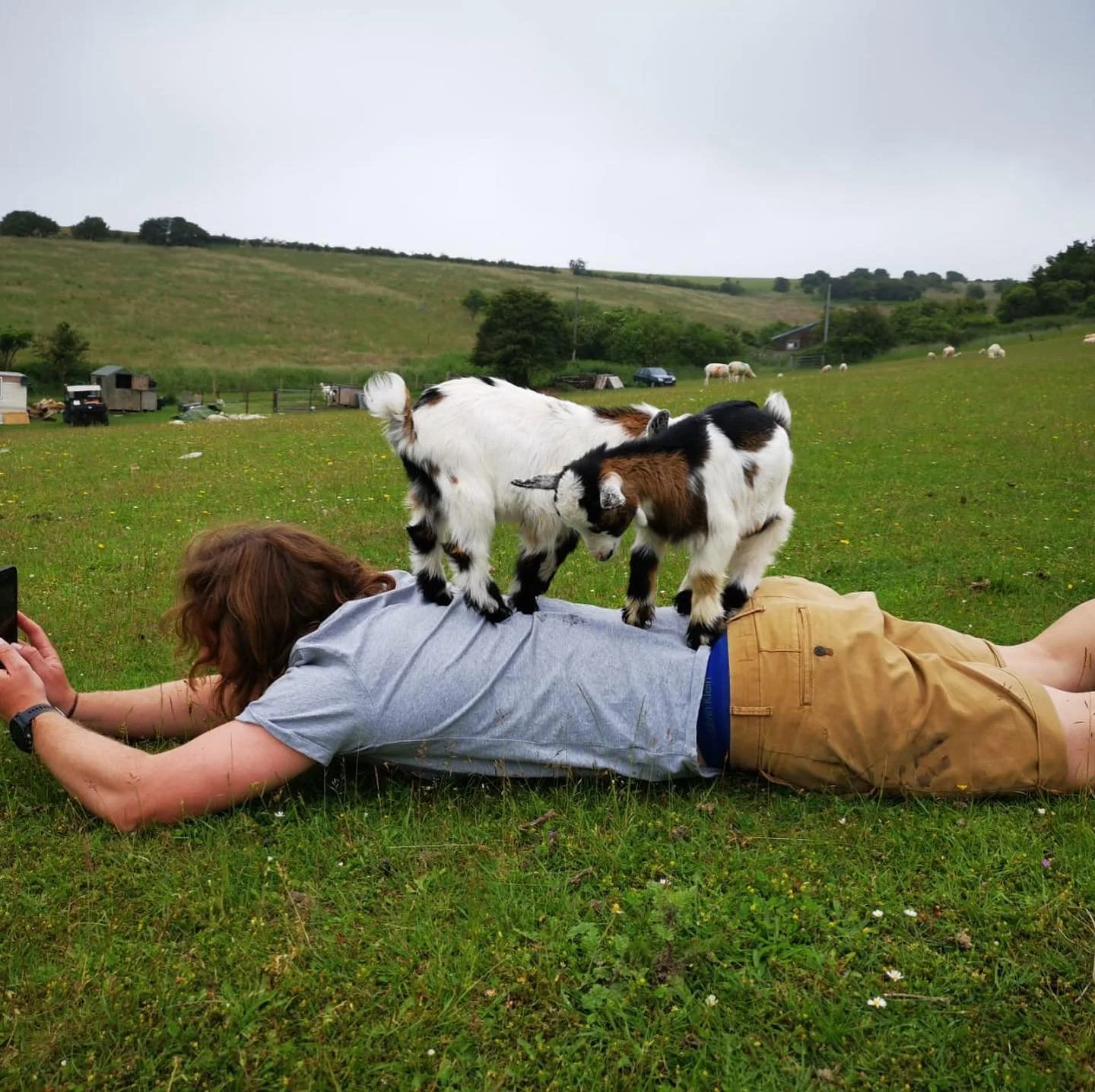 Friday fun at the workshop, work is also happening. #babypygmygoat #fridayvibes