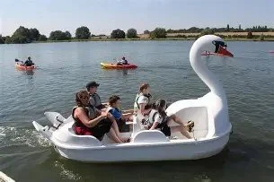 Swan.jpg
