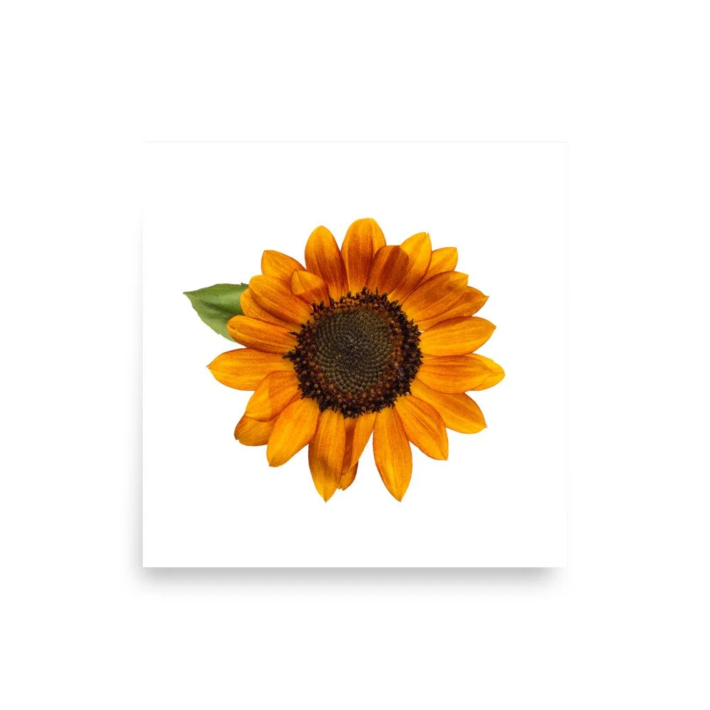 premium-luster-photo-paper-poster-(in)-10x10-front-655cefb78756b.jpg