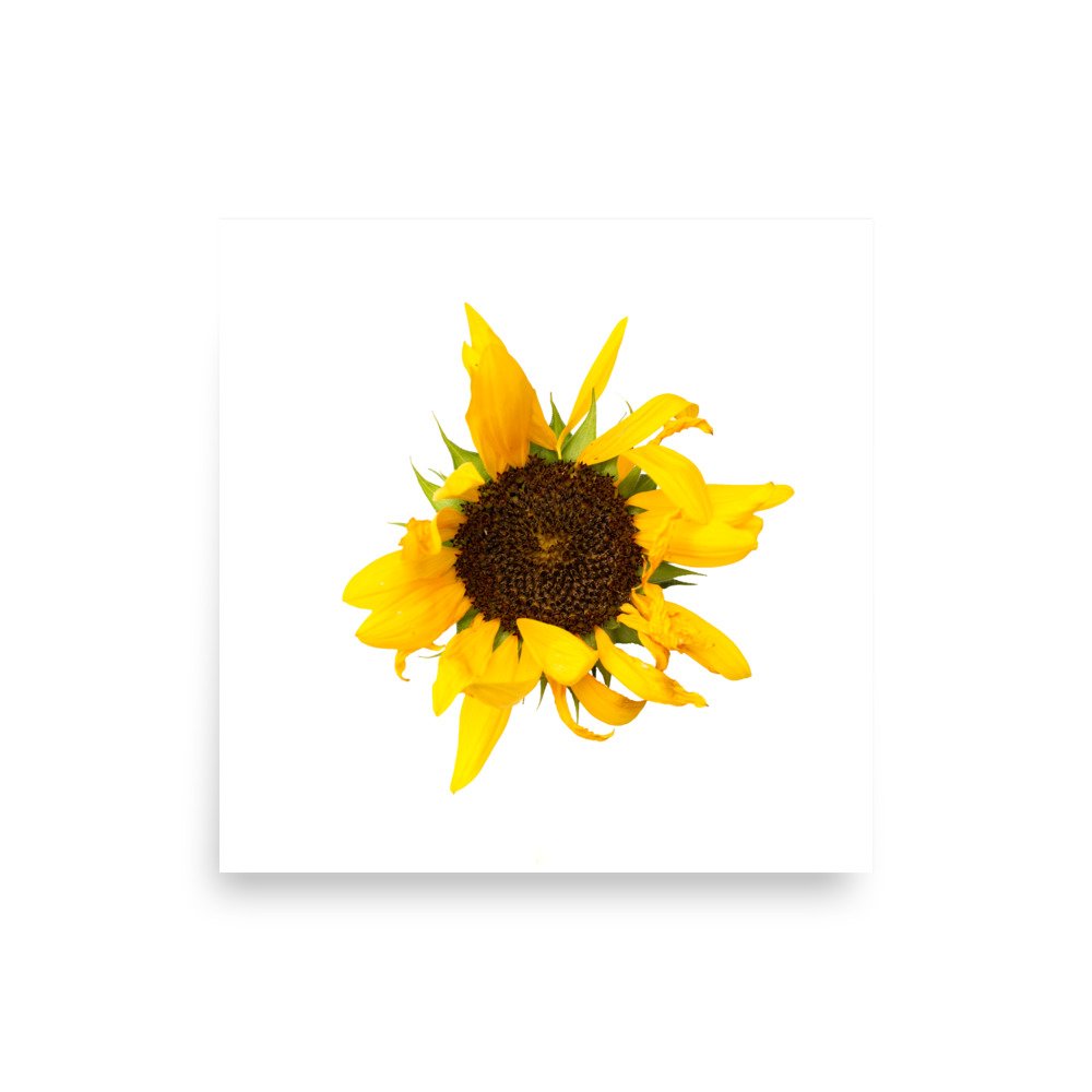 enhanced-matte-paper-poster-(in)-10x10-front-655ceb79c5cc0.jpg