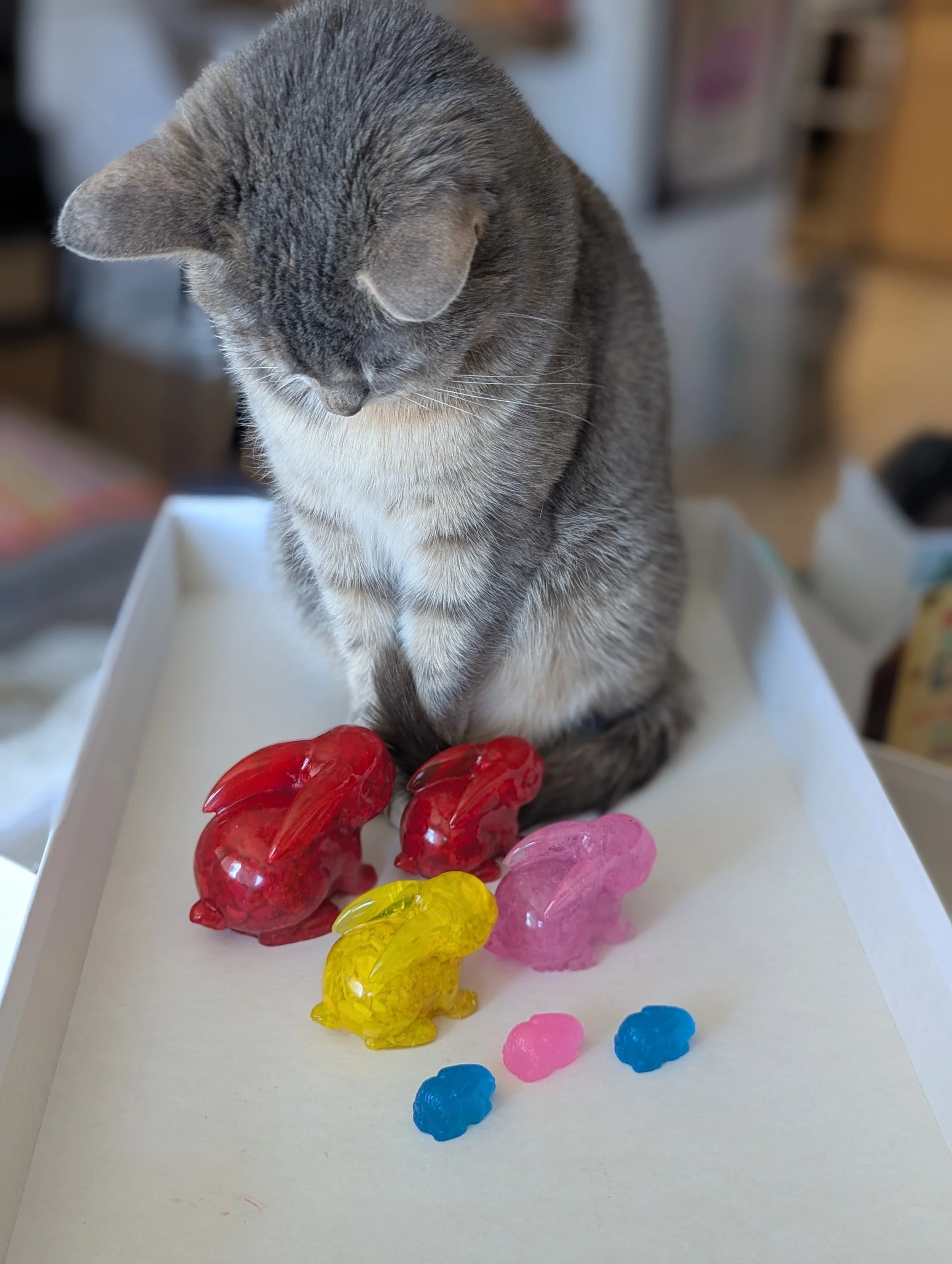 hoppy spring             🐰🥚🦋🌻🐇 