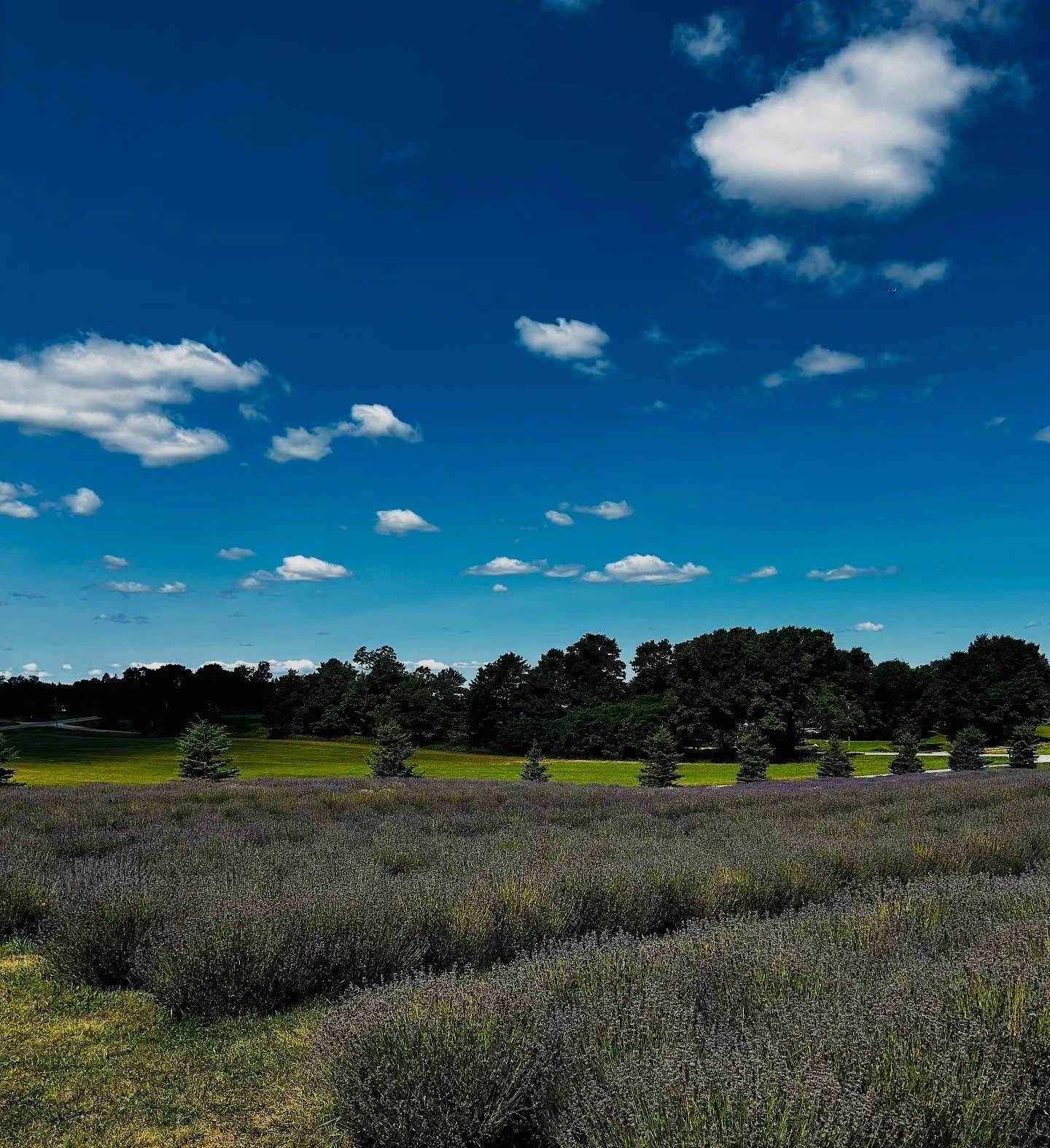 Beautiful day amongst the lavender ☀️