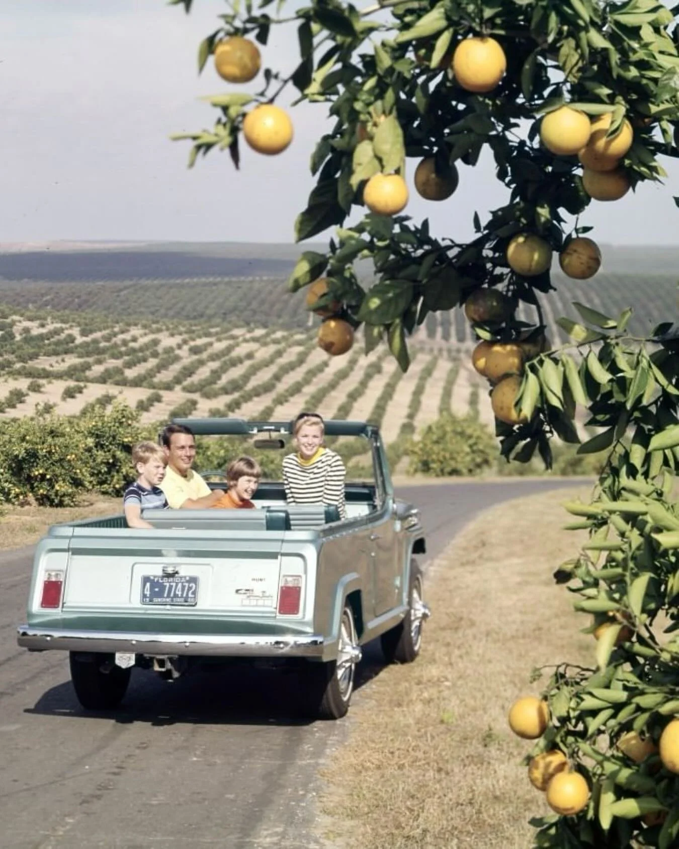 Why wait for delivery when you can make a day of it?

Cruising through citrus in a Jeepster in Florida, circa 1966. Photo by Ozzie Sweet &mdash; State Archives of Florida