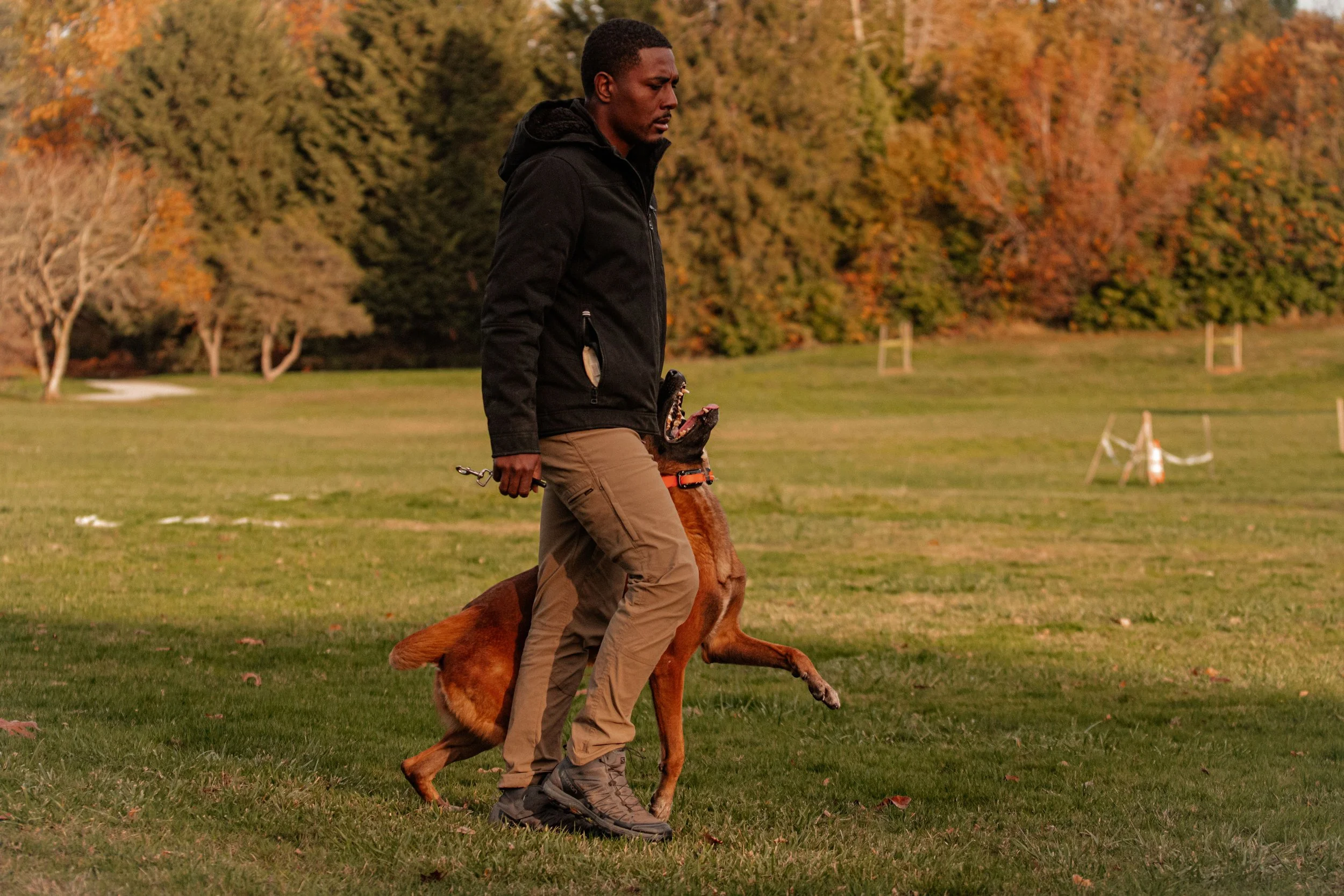 A man walking with a Belgian Malinois dog in a park during autumn, with colourful trees in the background.