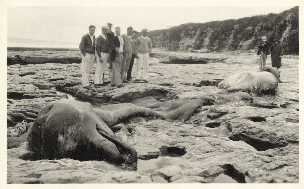 Historical photo of the Baird's beaked whale that washed onto the Santa Cruz shore in 1925.