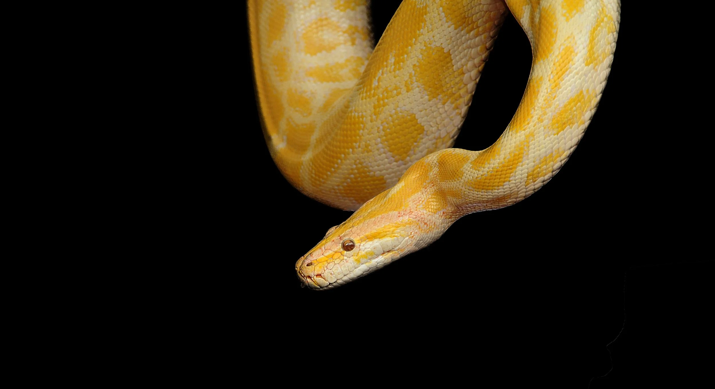 A python dropping down into the top of the image. 