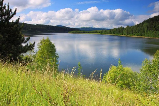 Lake surrounded by greenery