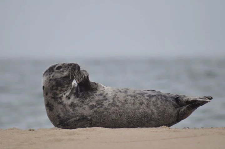 A seal rests on the beach