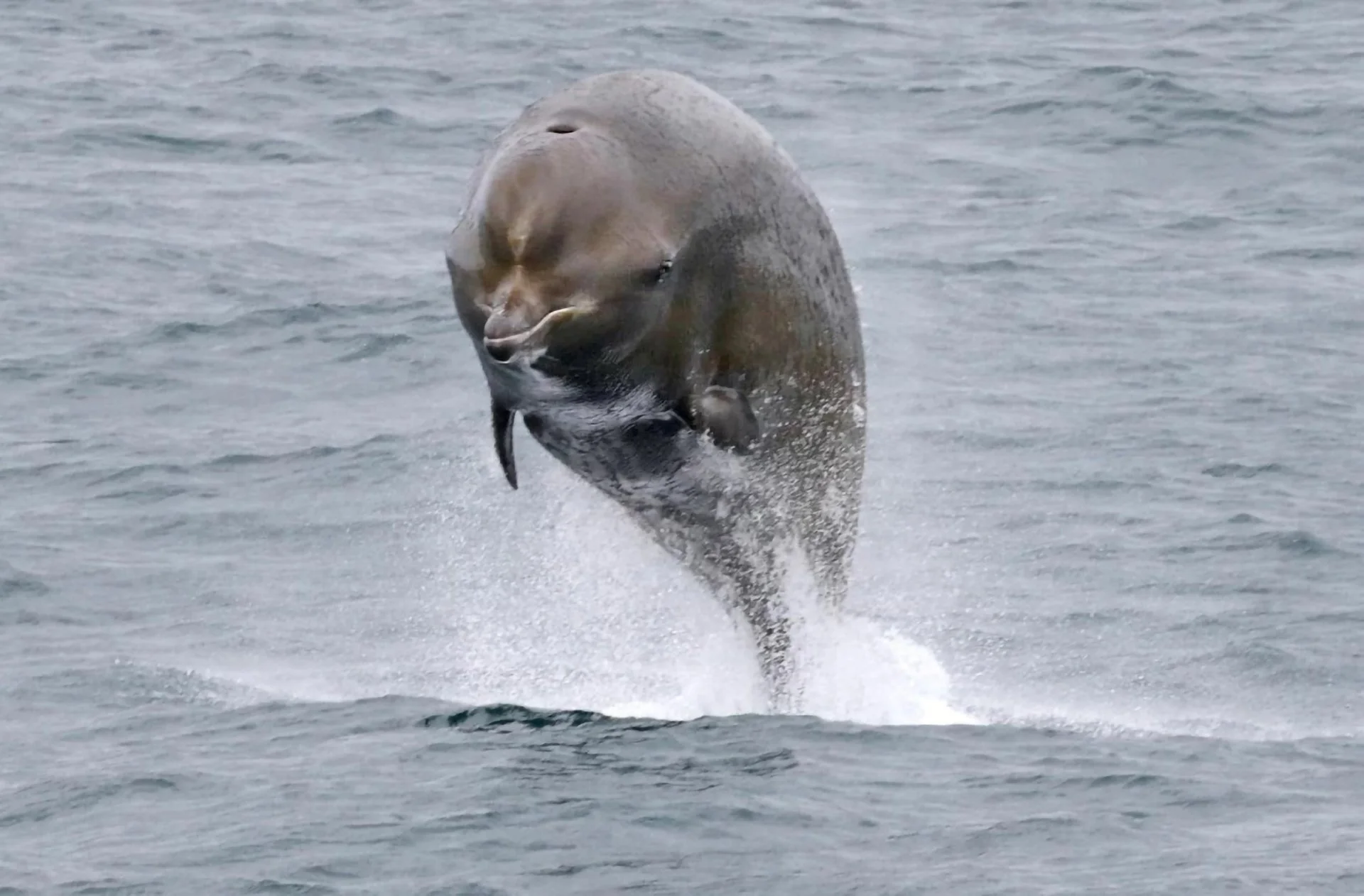 A northern bottlenose whale soars out of the water.