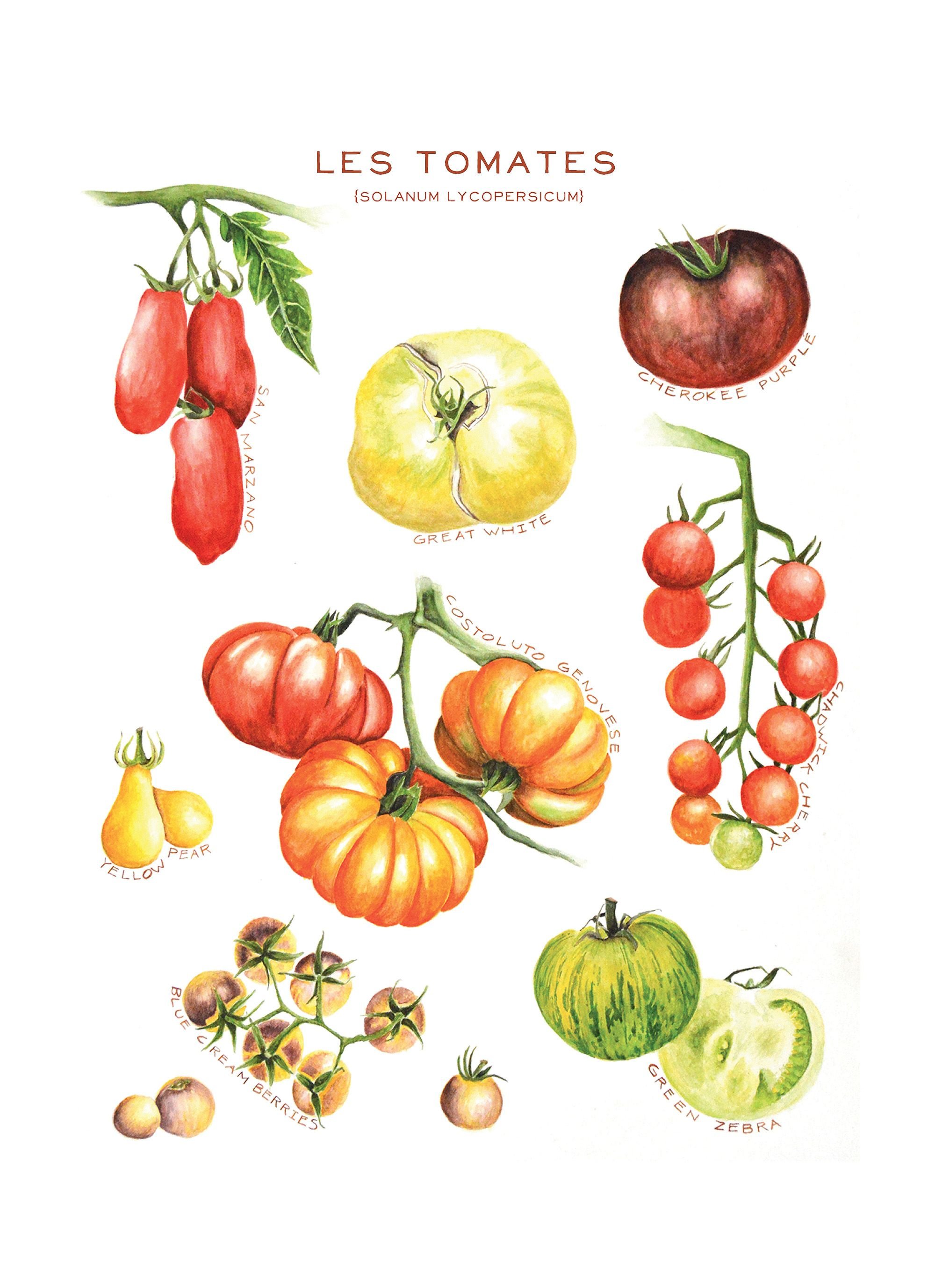 Les Tomates Tea Towel