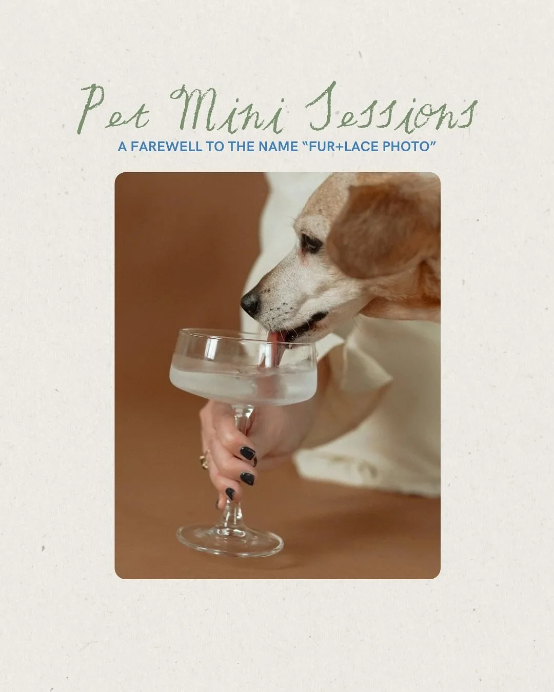 A final farewell to Fur+Lace.

When I first started my business, I wanted to specialize in Pet Portraits. However, I never did follow that spark after I fell in love with documenting weddings. So, to honor my humble beginnings and give a proper farew