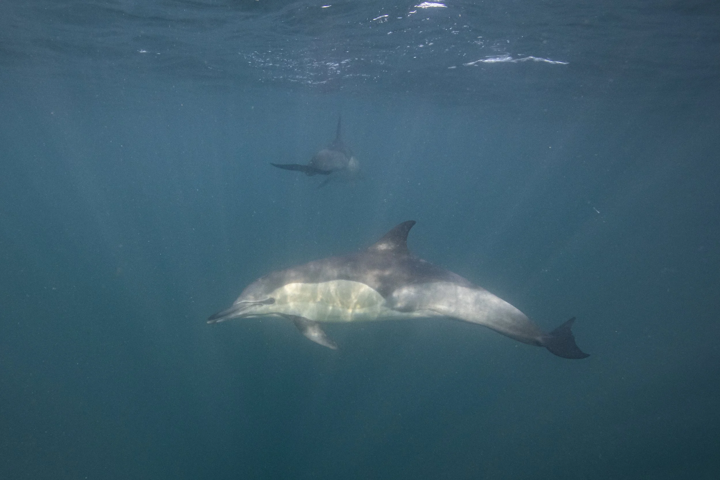 RADskillZ_ForPrint-33.jpg