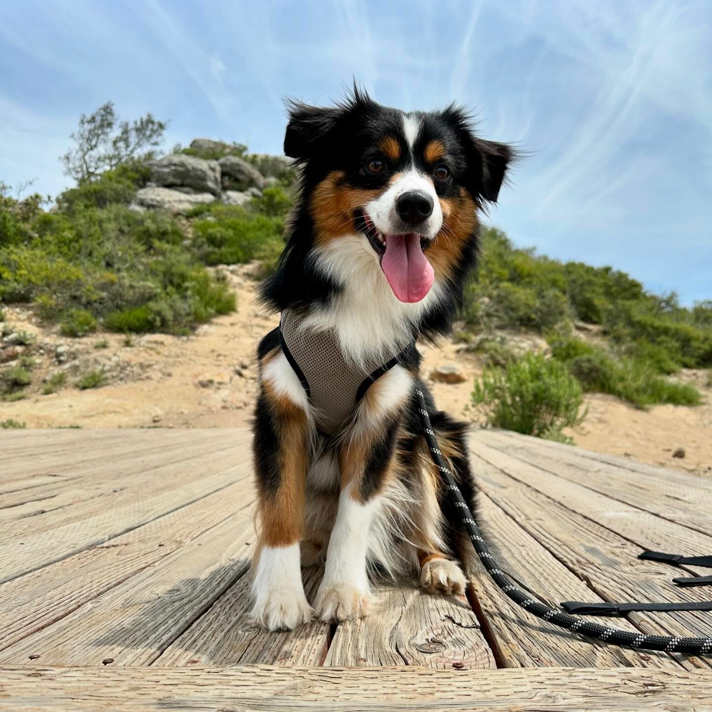 How the hell has it taken me this long to put some respect on my son&rsquo;s name and dedicate space to Jojo? This one goes out to my little buddy who makes life sweeter everyday 🤍 #adoptdontshop