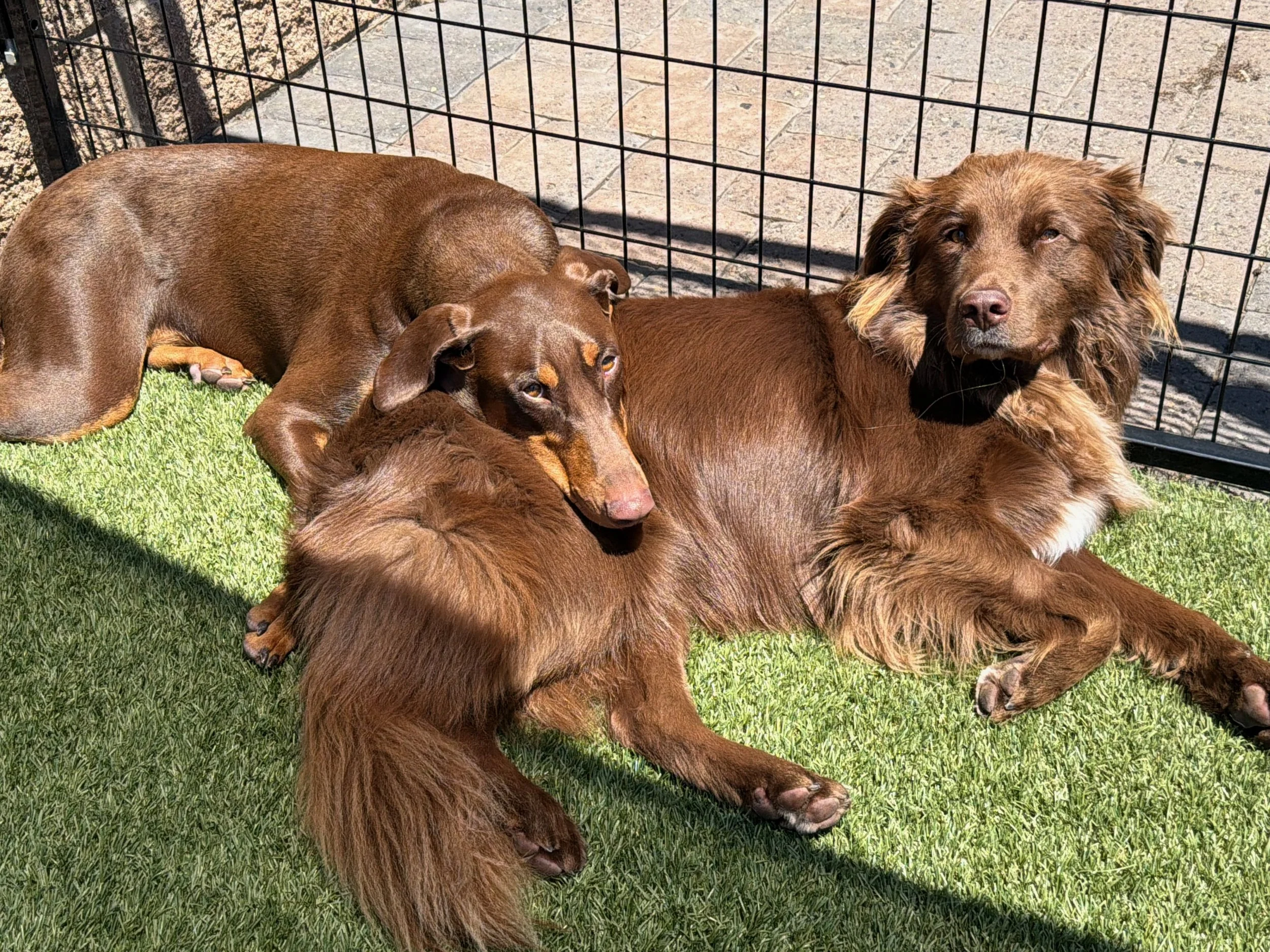 Dogs cuddling outside in the sun