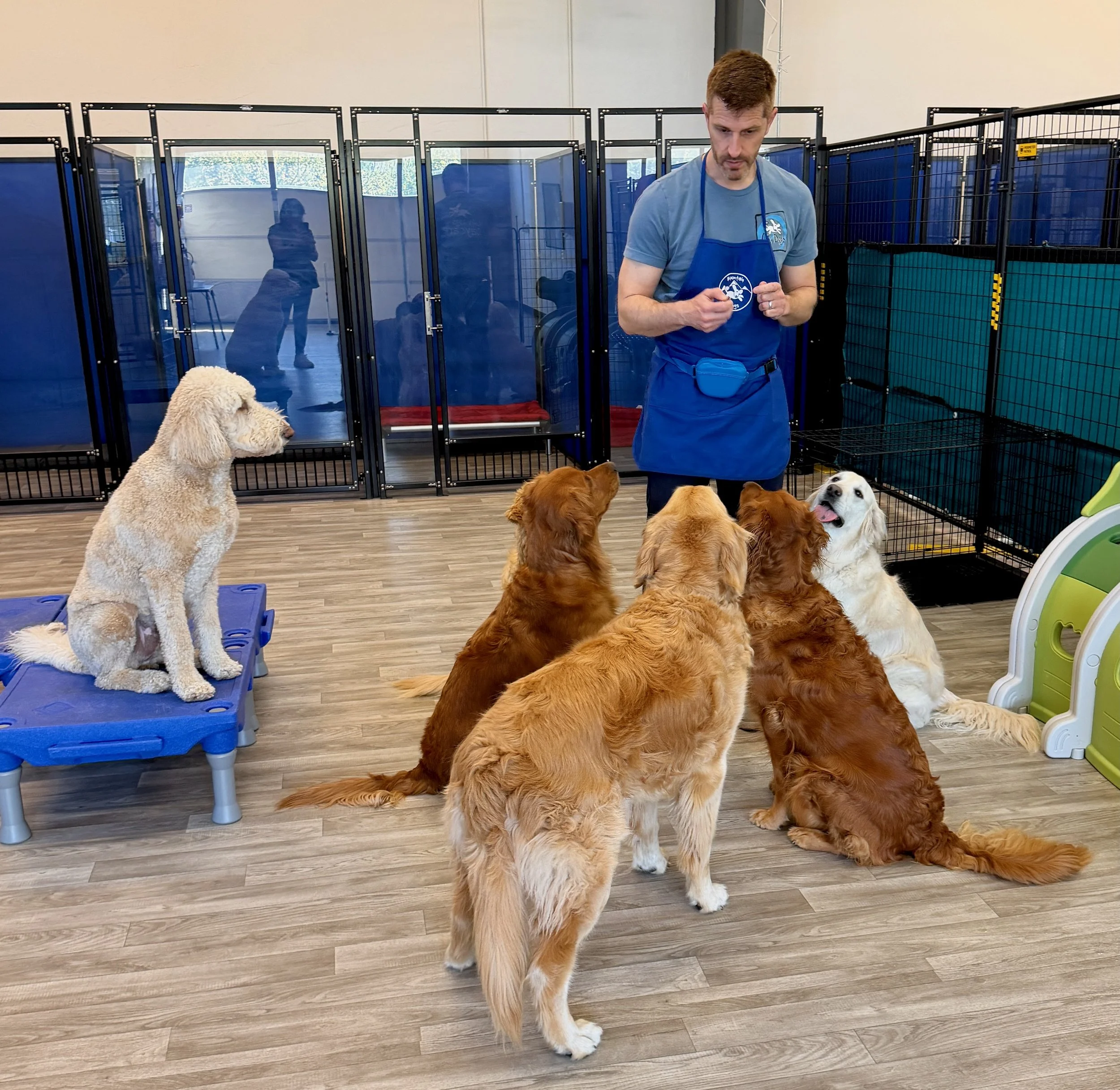 Dogs sitting for treats