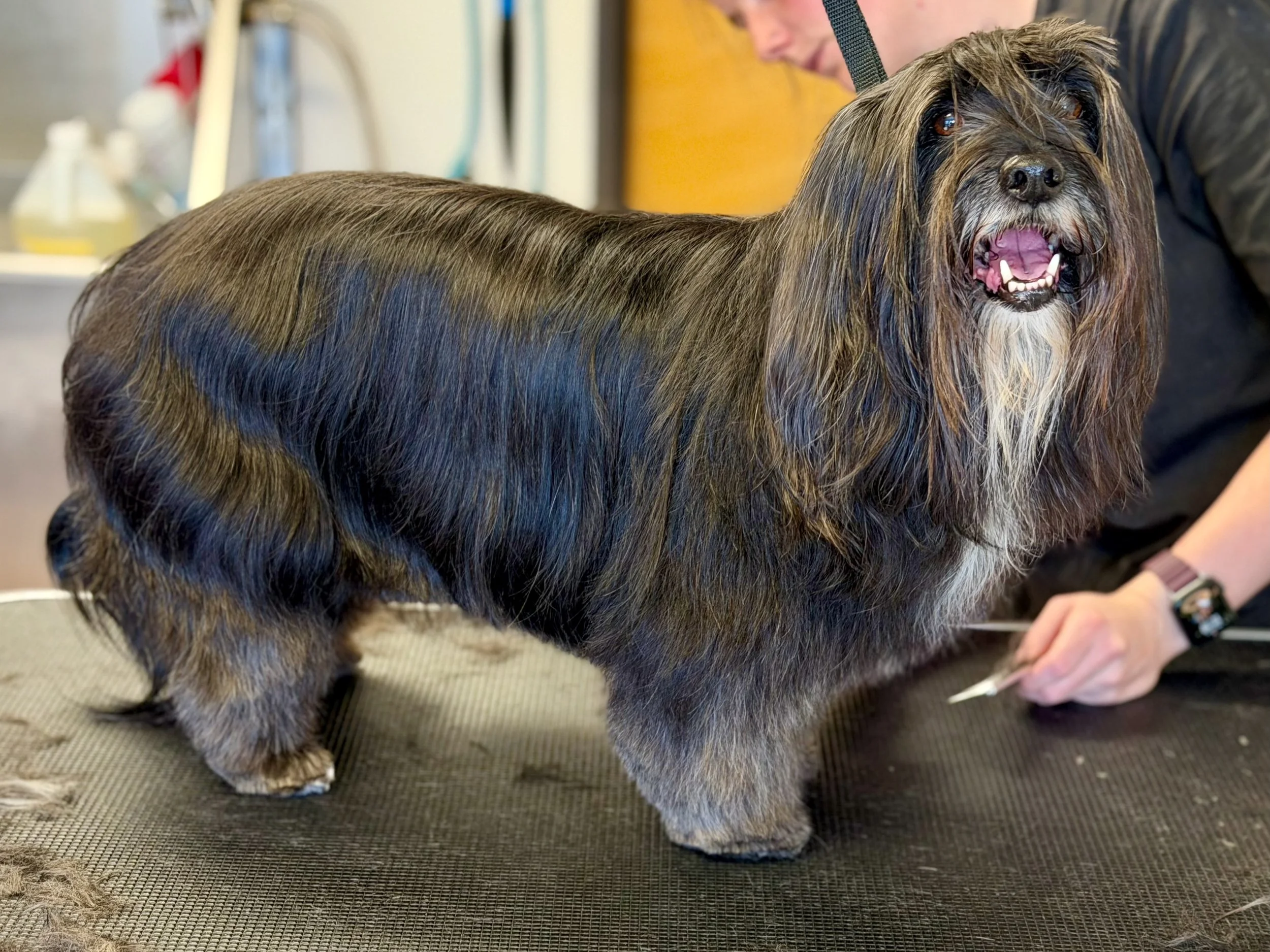 A Tibetan terrier getting groomed