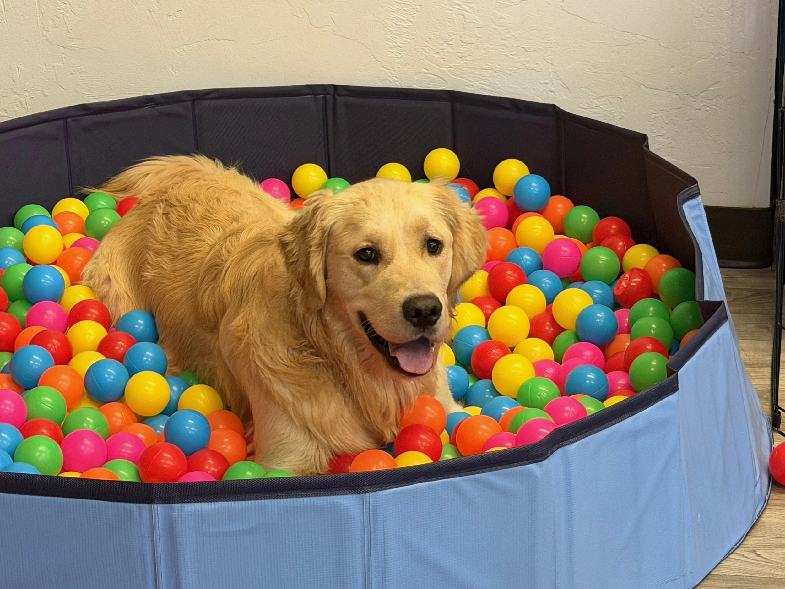 Golden retreiver playing in the ball pit