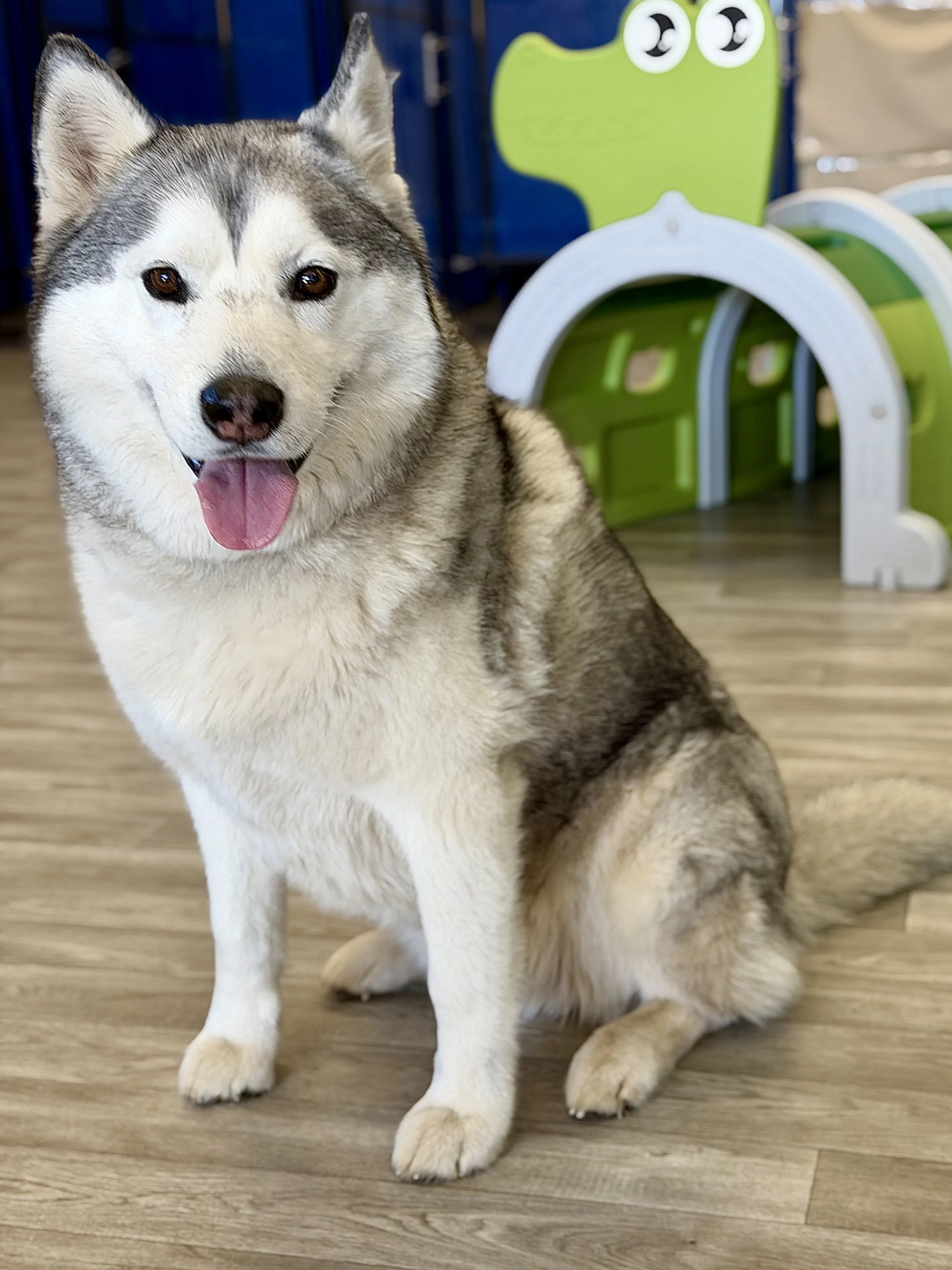 Siberian Husky Koda