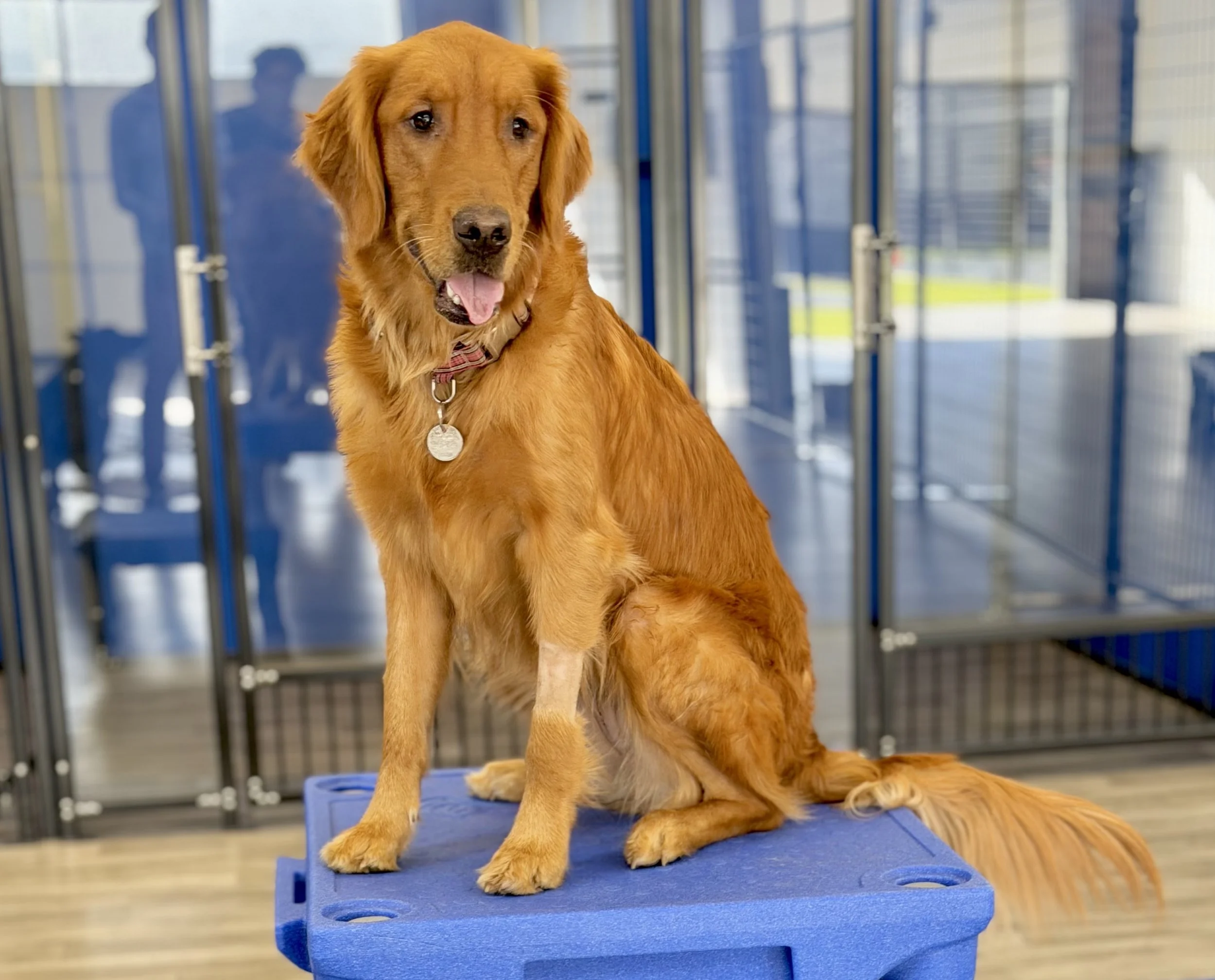 Golden Retriever sitting on play equipment