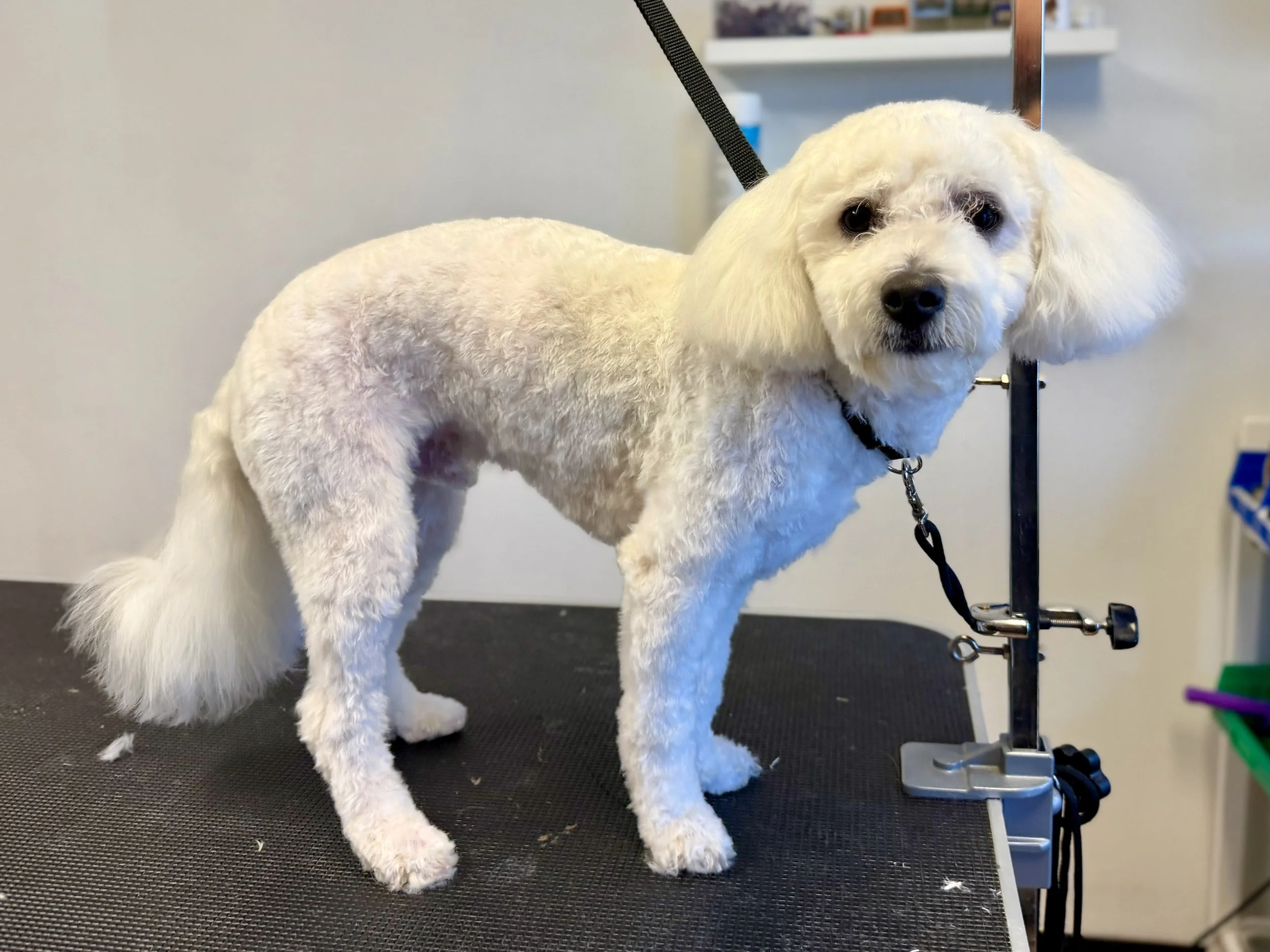Bichon Frise getting groomed