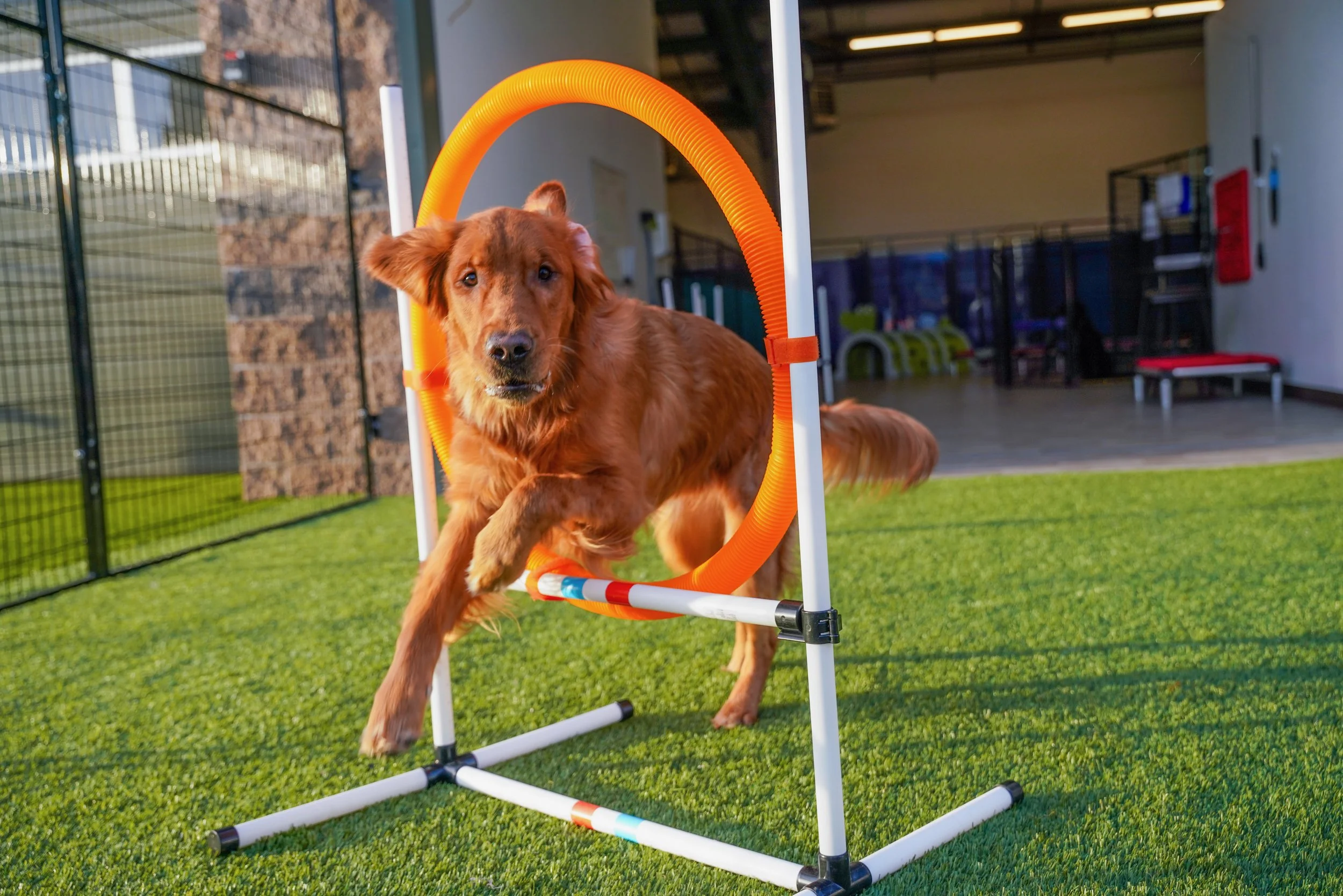 Dog jumping through the agility hoop