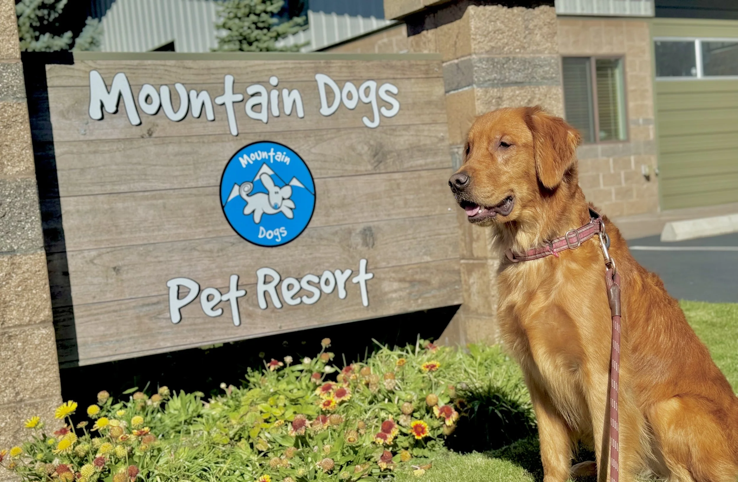 Mountain Dogs sign with a golden retreiver