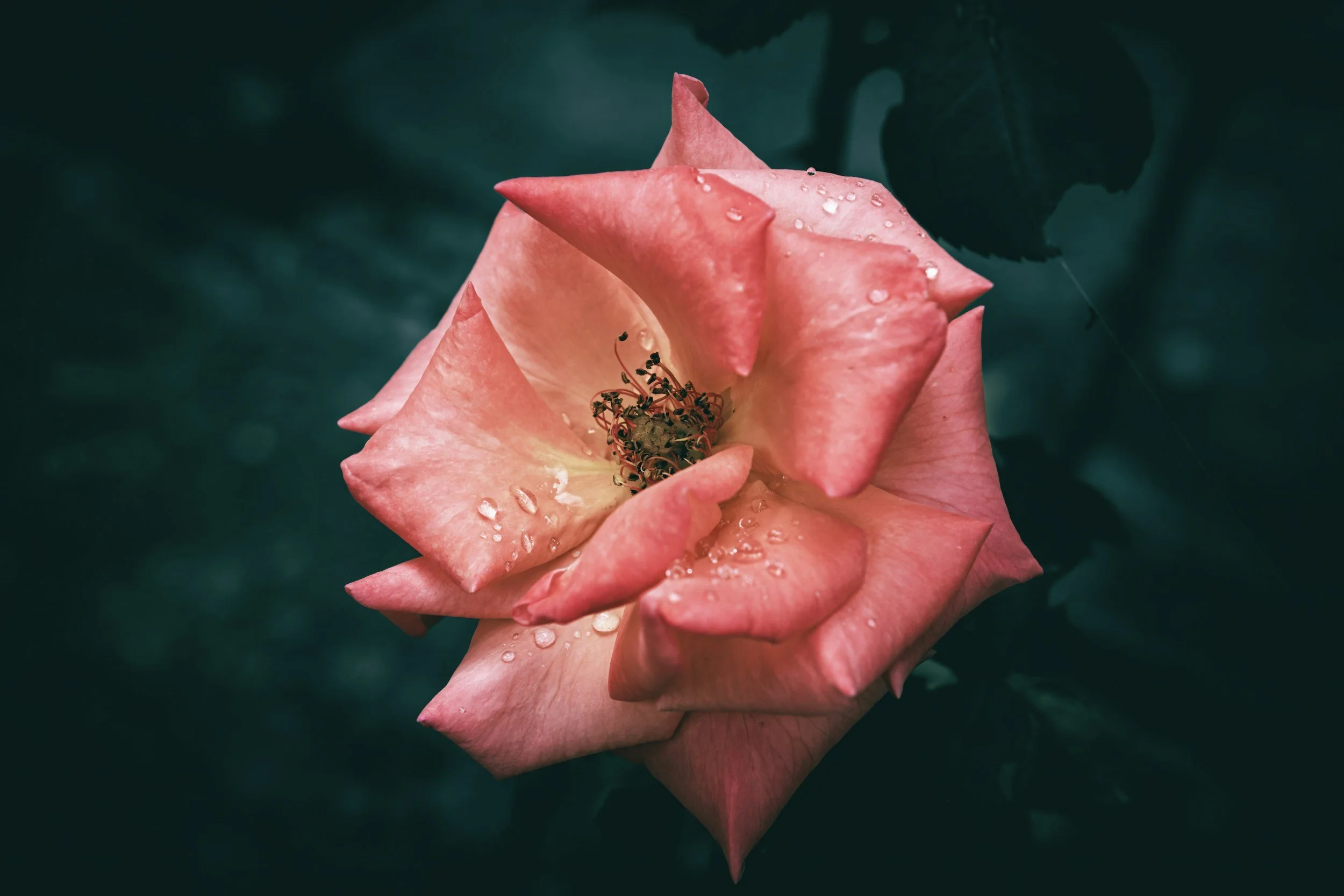 In Full Bloom