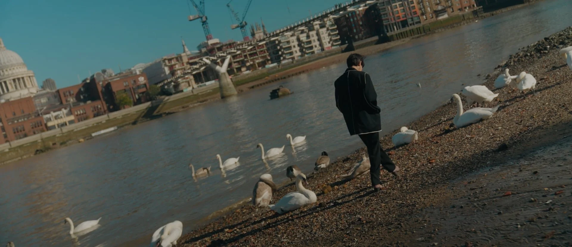 A person dressed in a black coat walking along a riverbank with swans and ducks, with city buildings and cranes in the background during daytime.