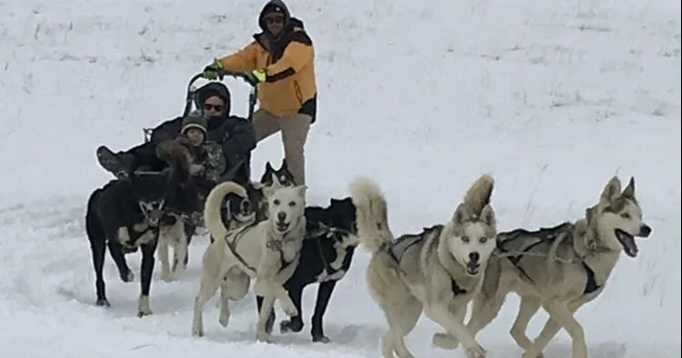 Dog Sledding