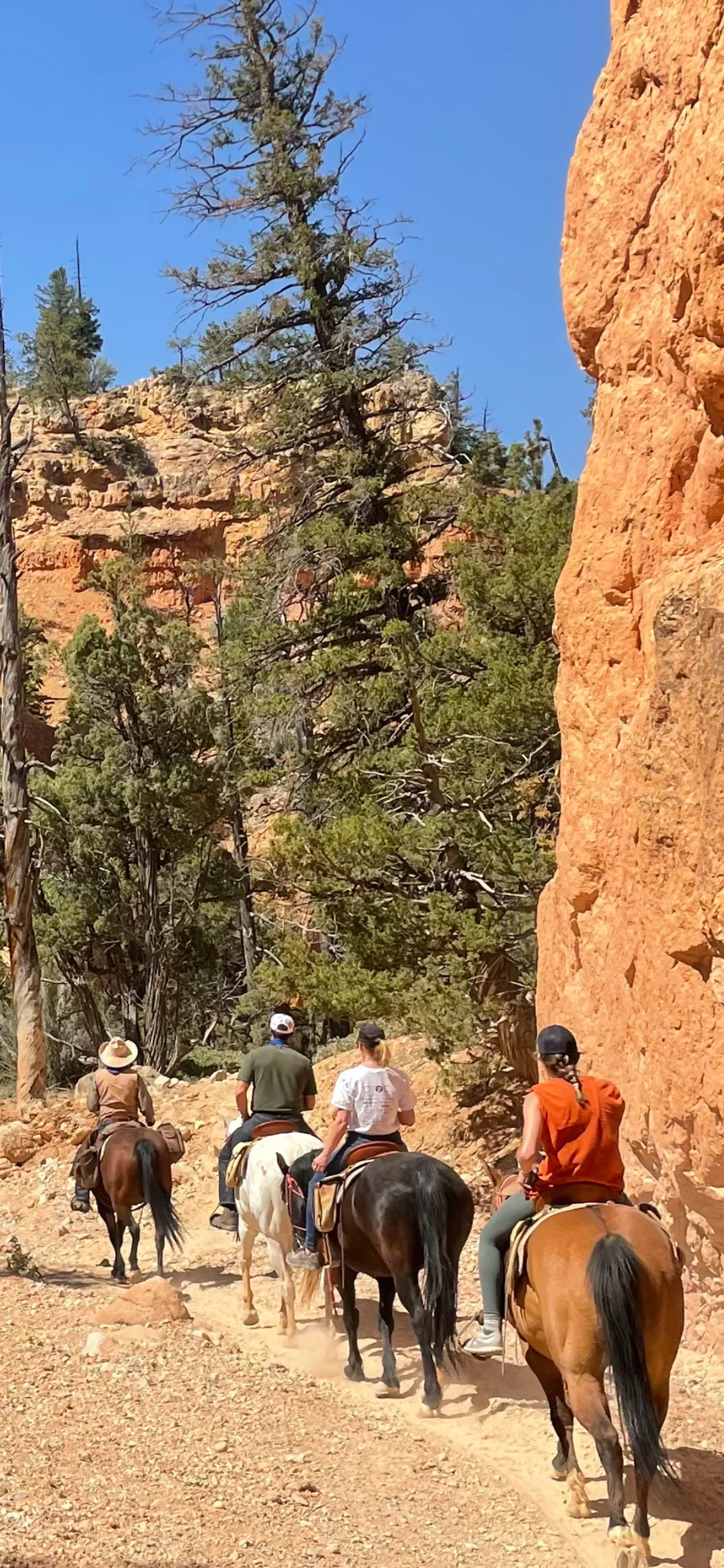 Half Day Horseback Adventure