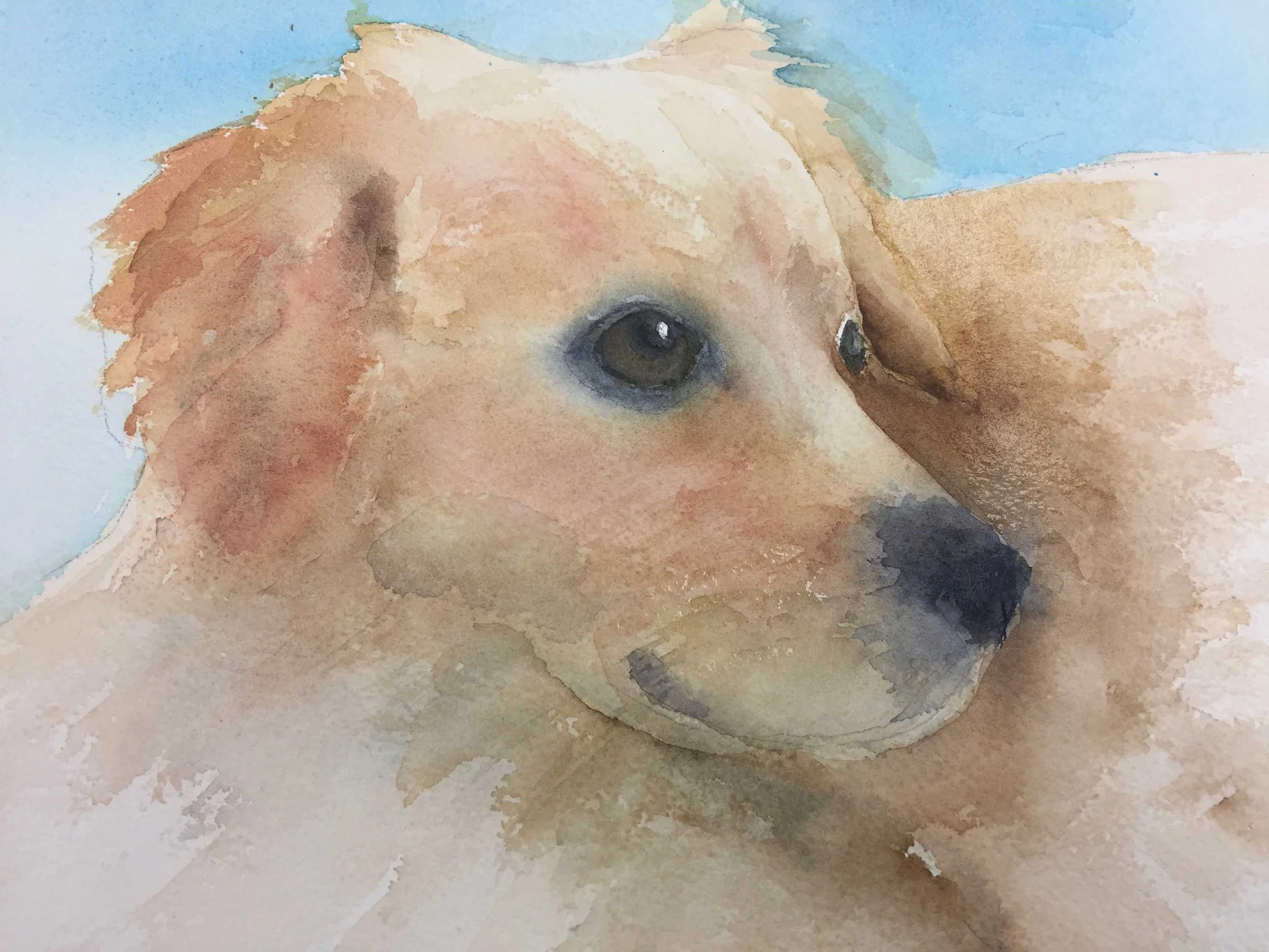 Bella - watercolor