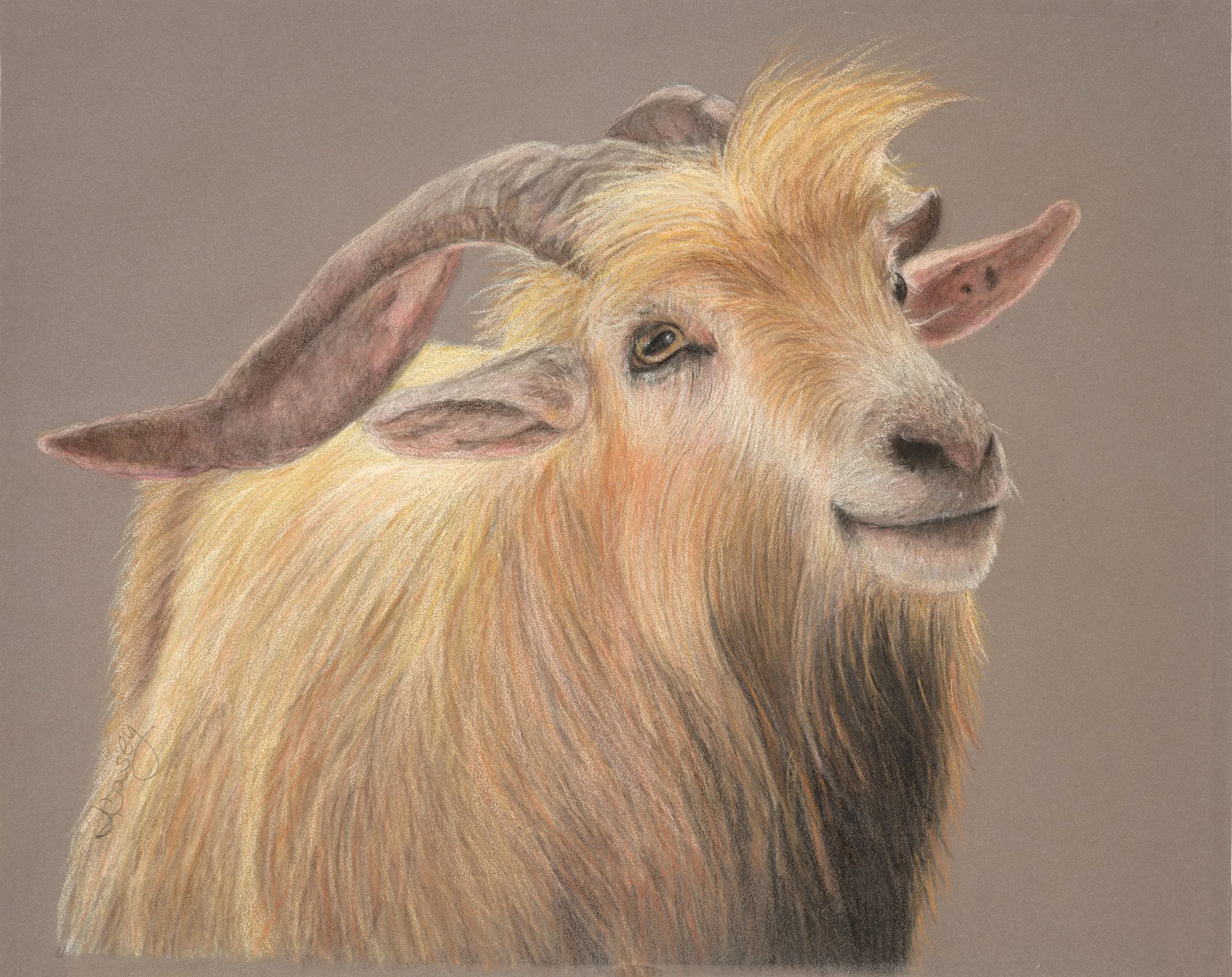 Goat - Colored Pencil