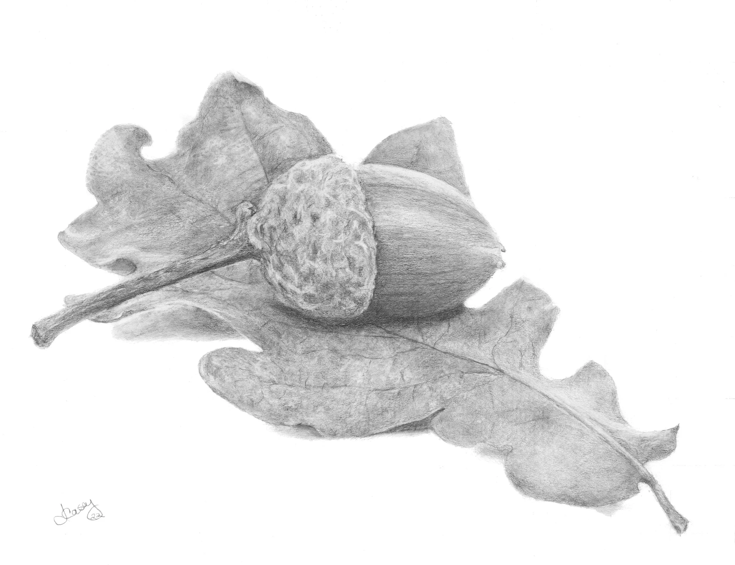 acorn.web.jpg