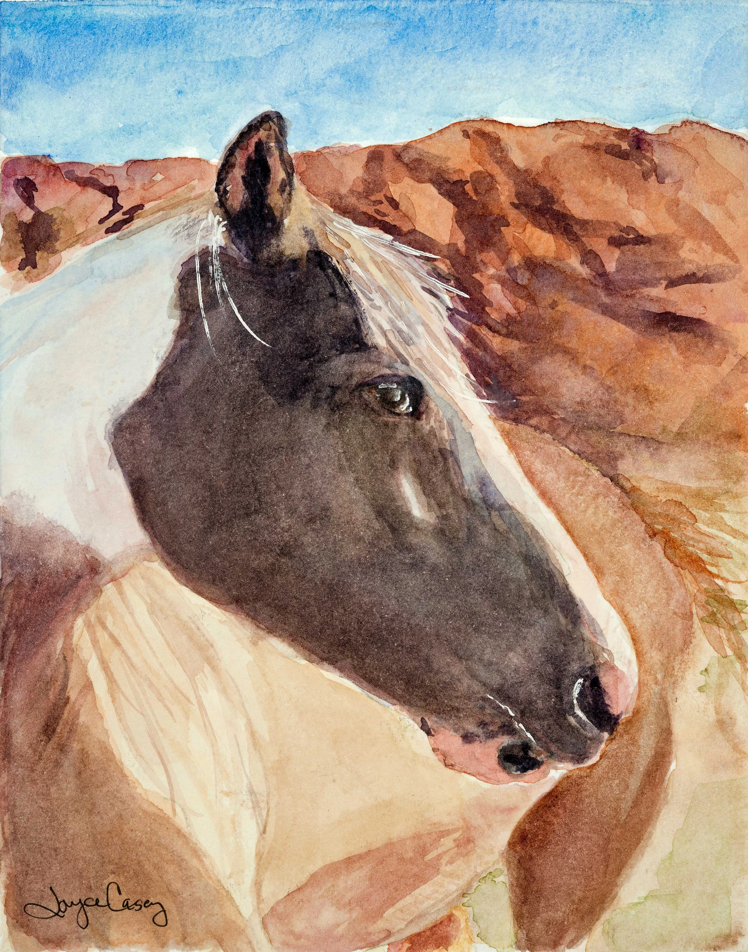 Scout — American Wild Horse