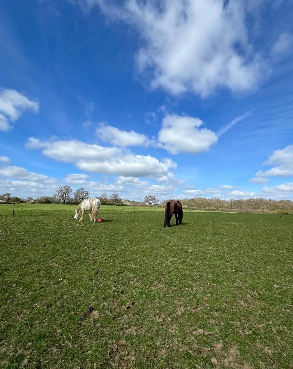 Claudia de Silva Equine Coaching.jpeg